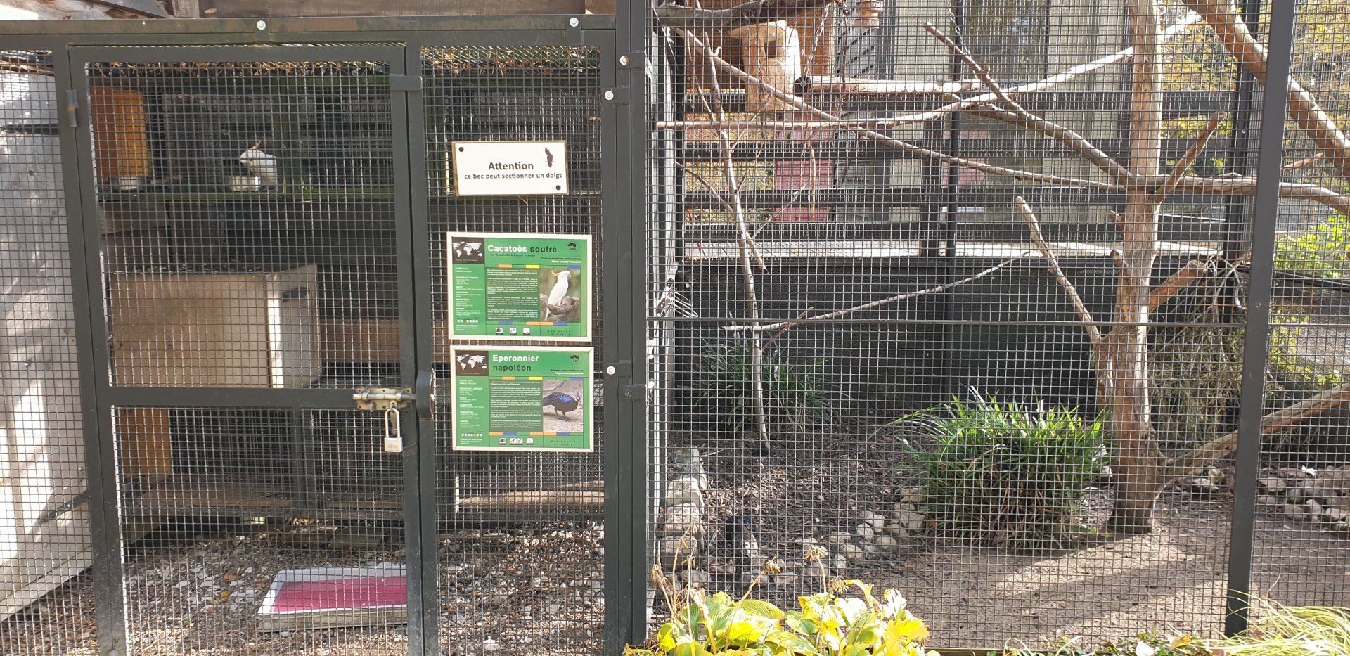Aviaries Peacock-pheasant and Sulpher-crested cockatoo