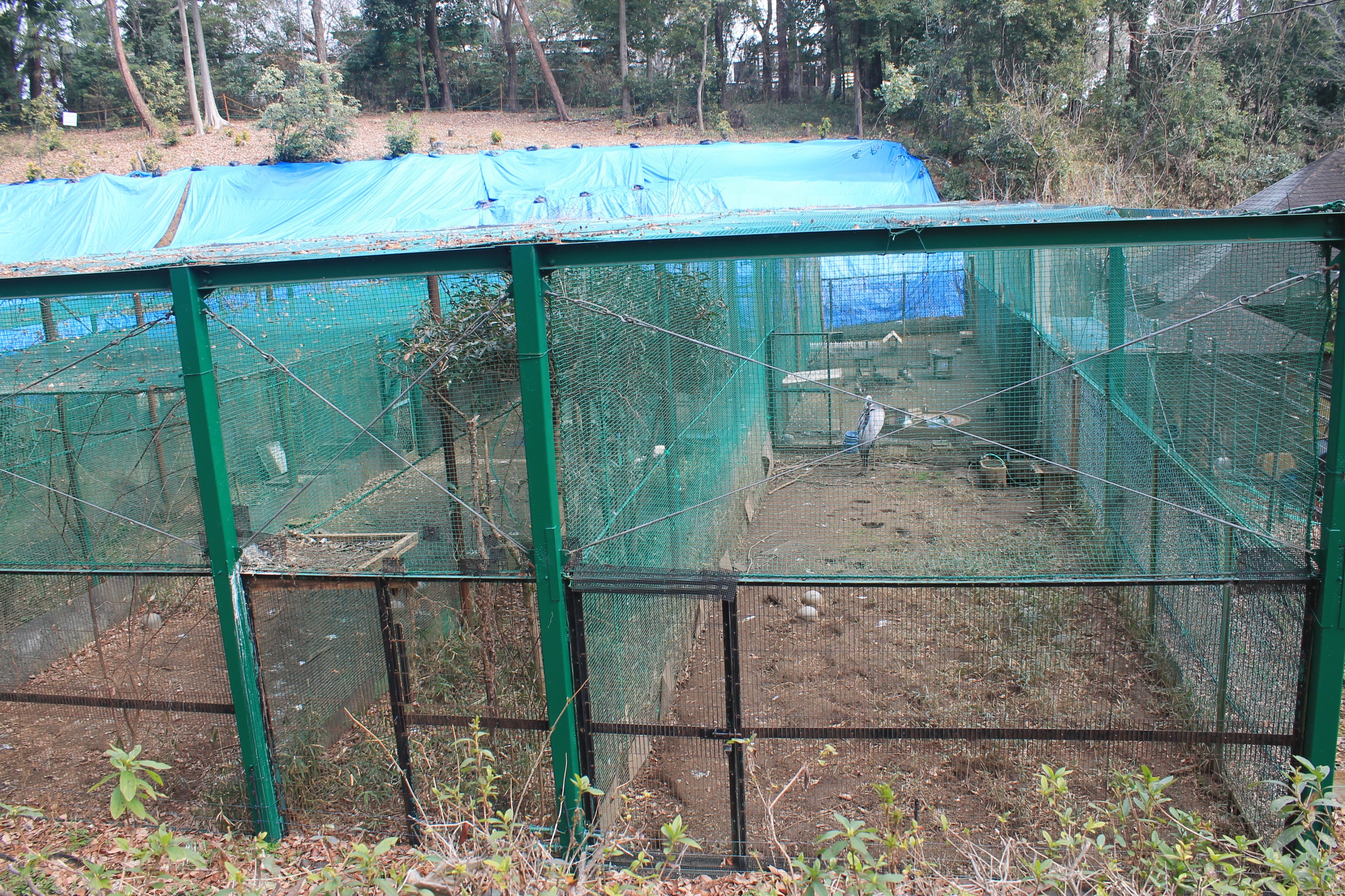 Aviaries - Saitama Childrens Zoo