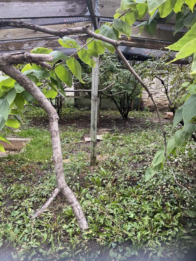 Aviaries - Scarlet Ibis Exhibit