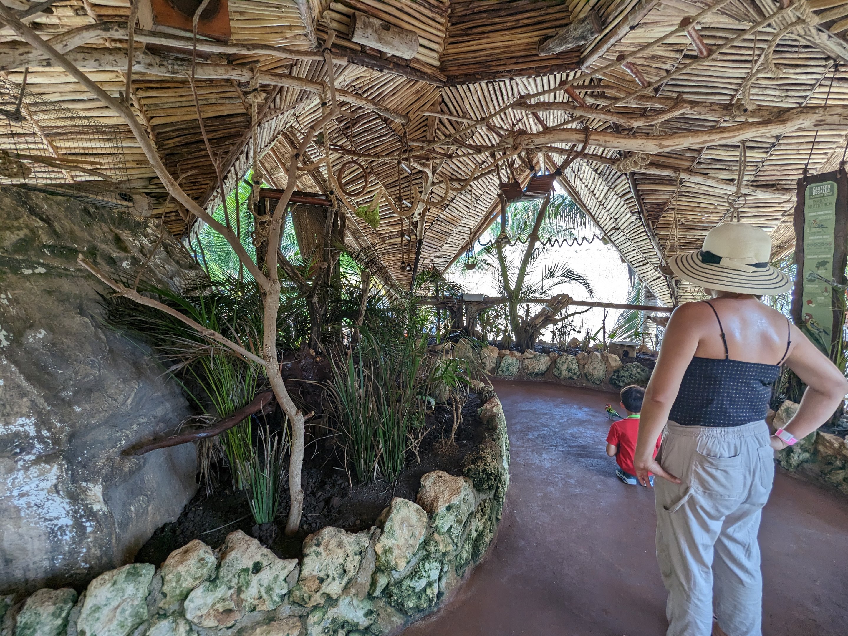 Aviarius - Costa Maya - Eastern rosella aviary