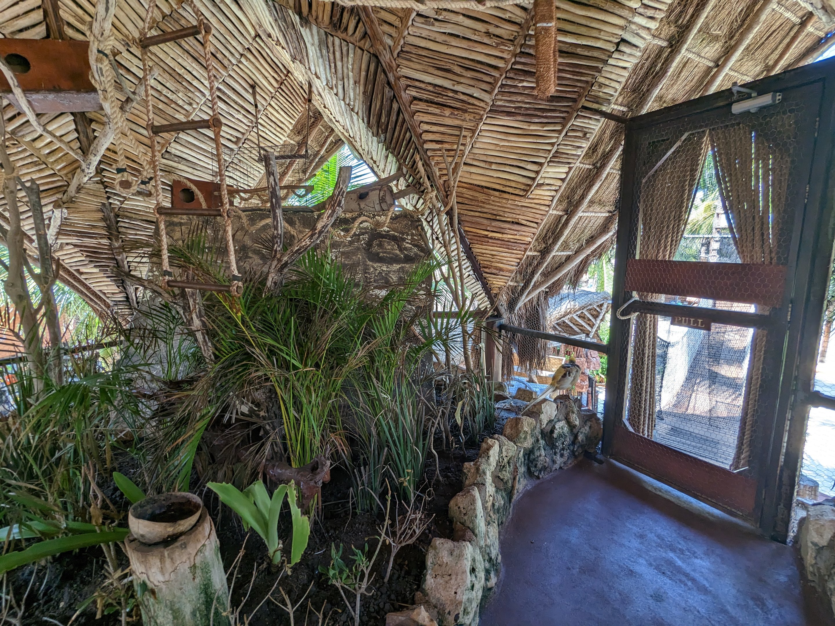 Aviarius - Costa Maya - Eastern rosella aviary