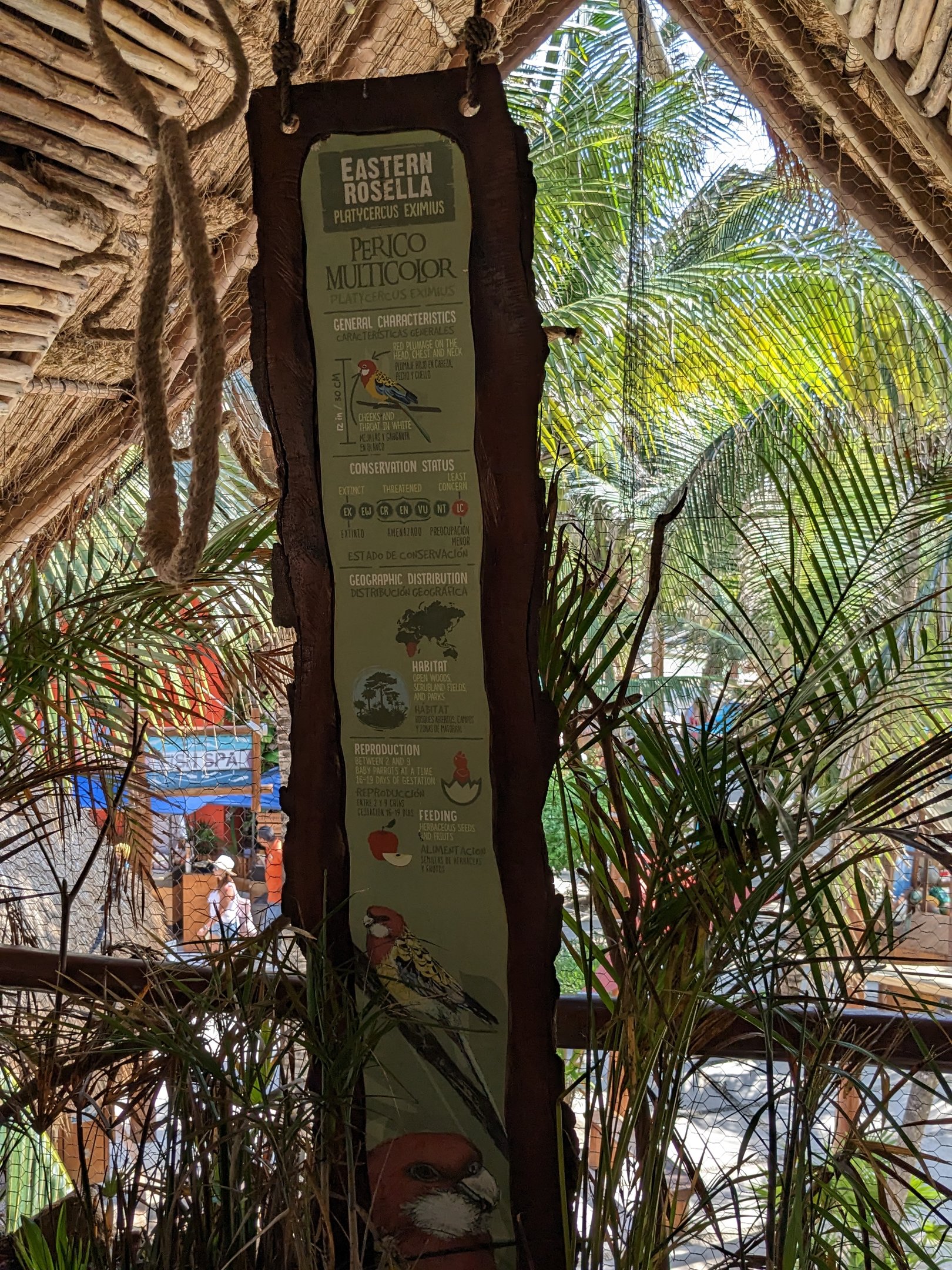 Aviarius - Costa Maya - Eastern rosella sign