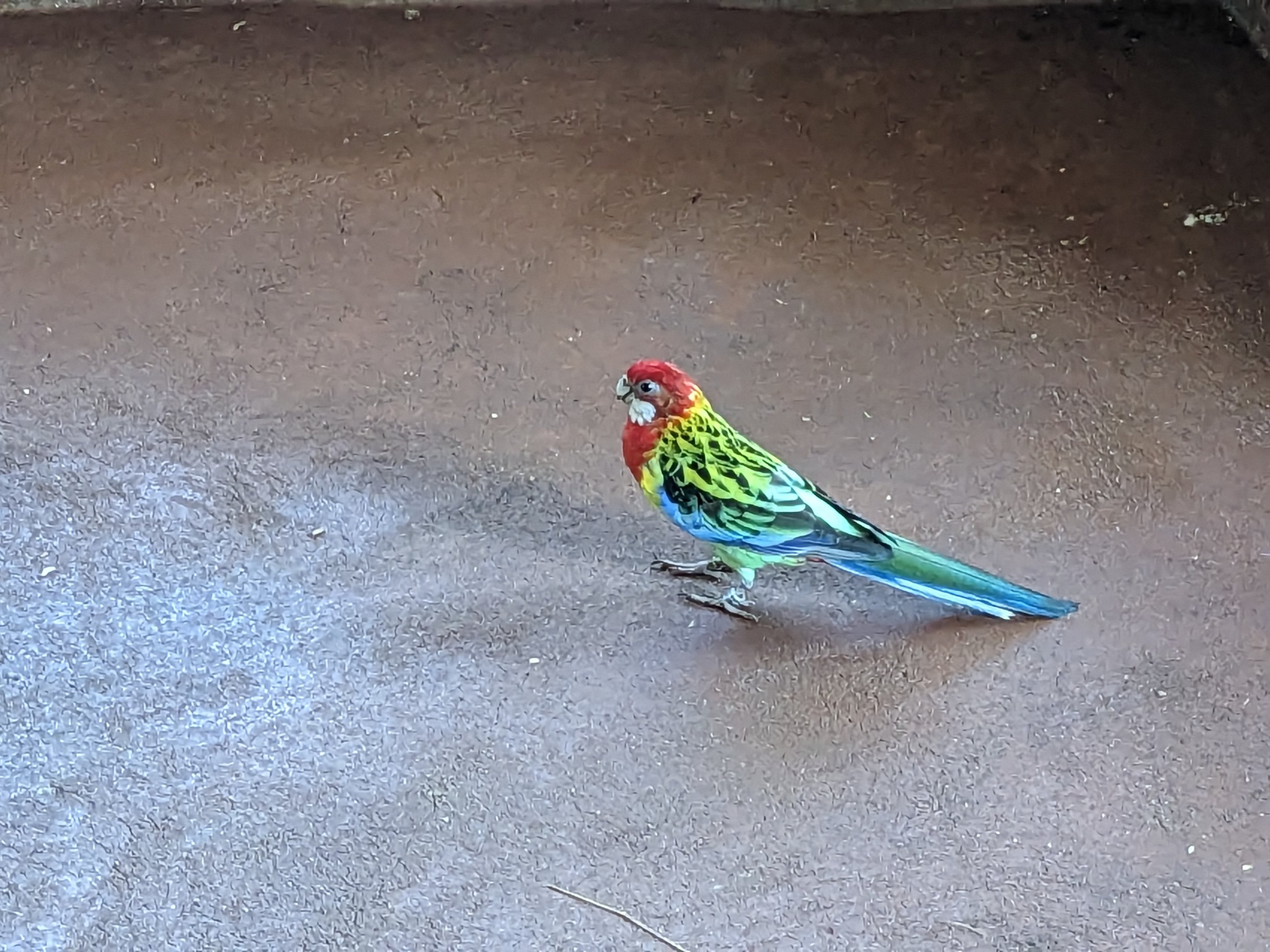 Aviarius - Costa Maya - Eastern rosella