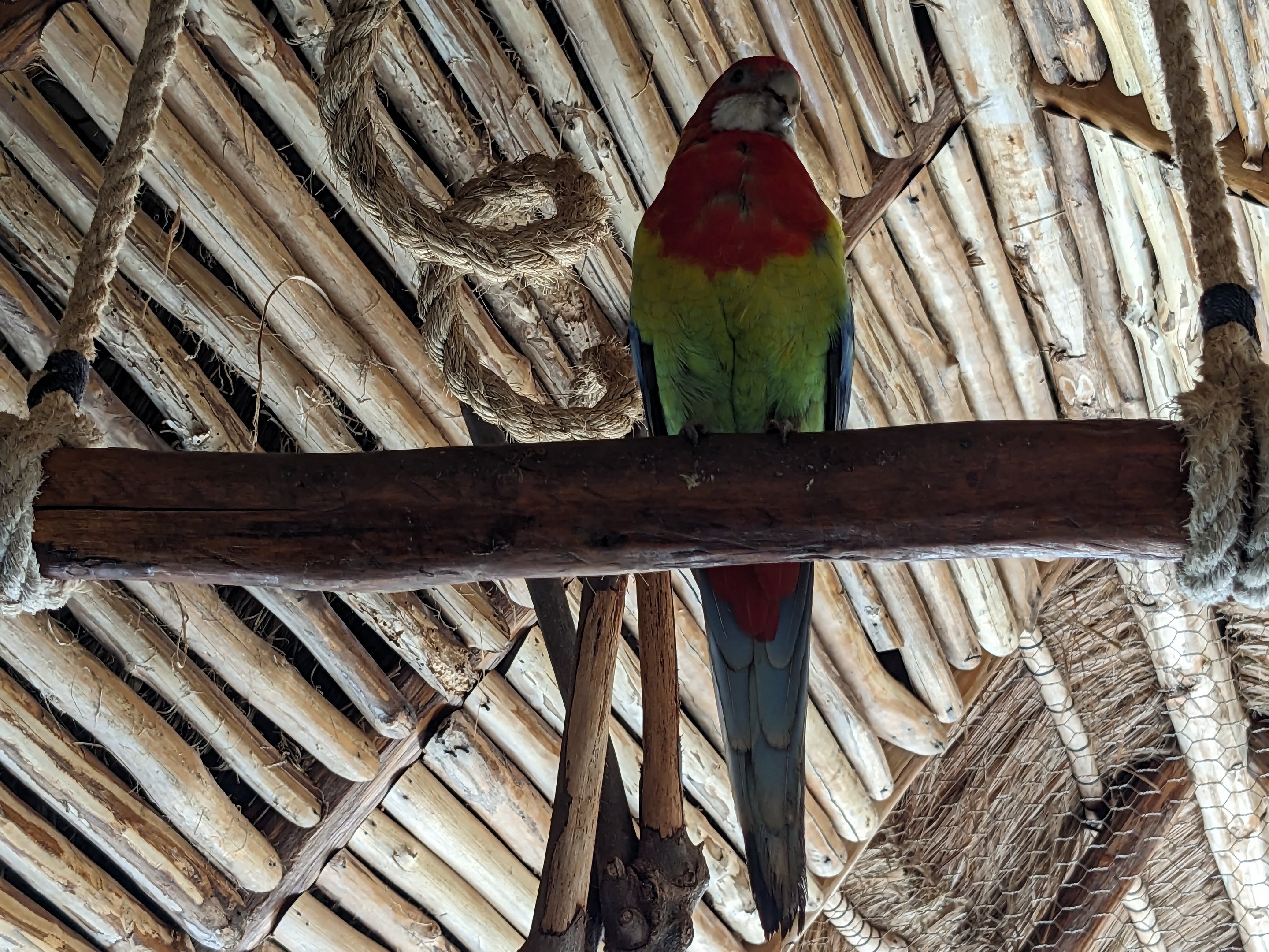 Aviarius - Costa Maya - Eastern rosella
