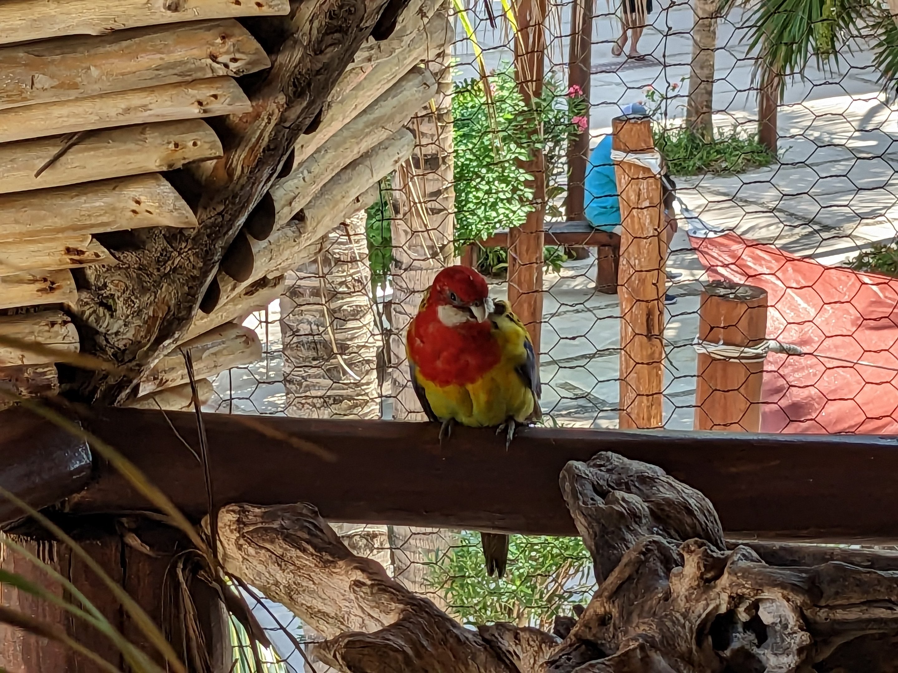 Aviarius - Costa Maya - Eastern rosella