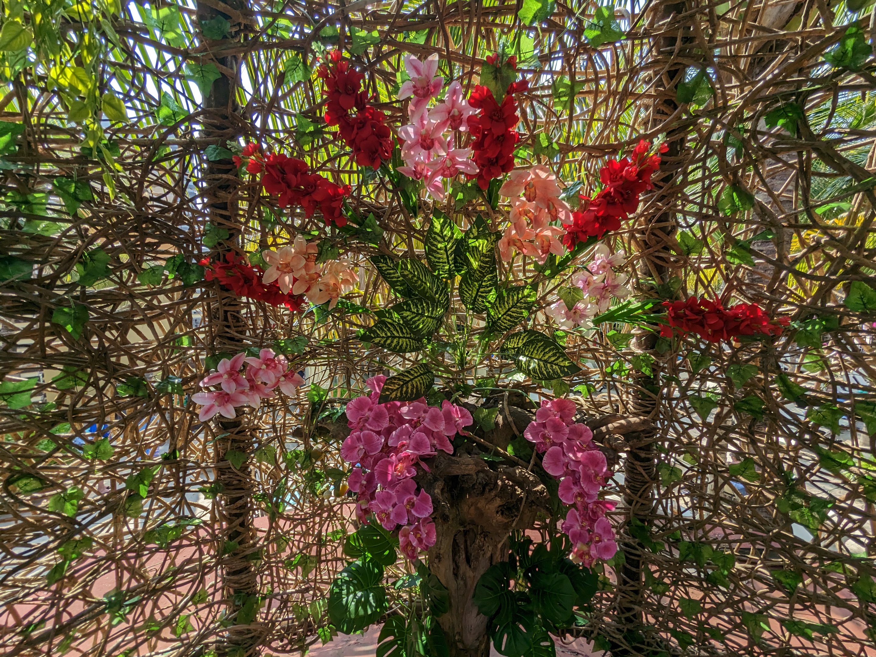 Aviarius - Costa Maya - exit area flowers