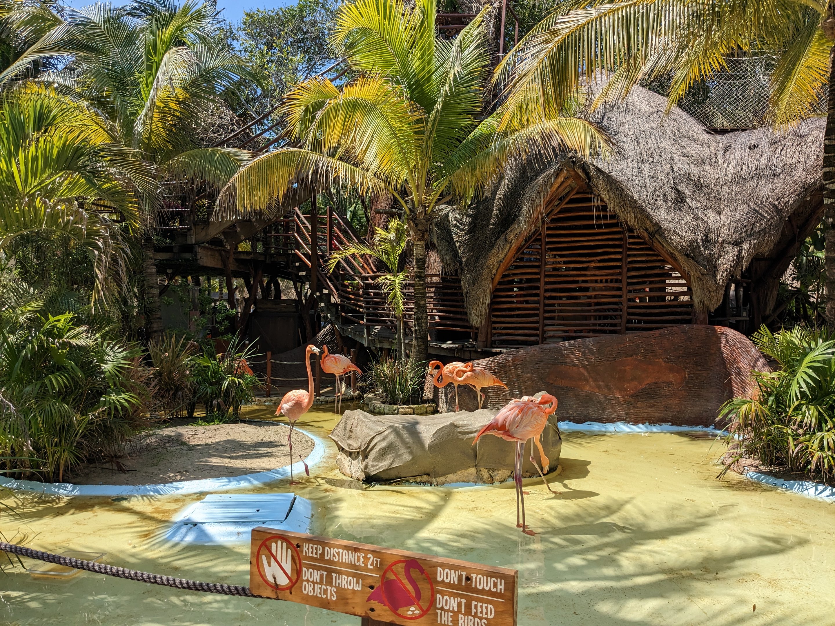 Aviarius - Costa Maya - Flamingo