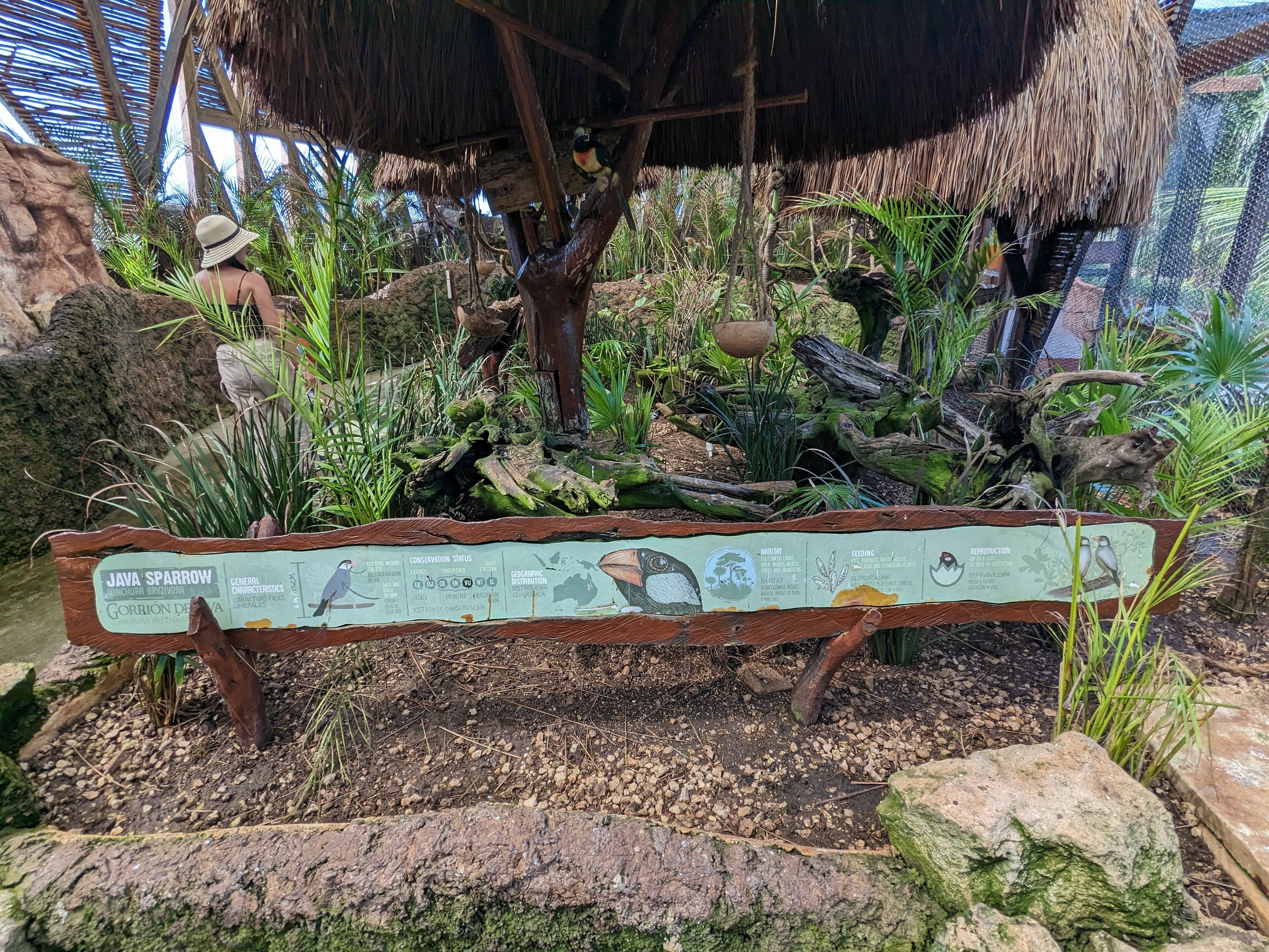 Aviarius - Costa Maya - Javan Sparrow sign