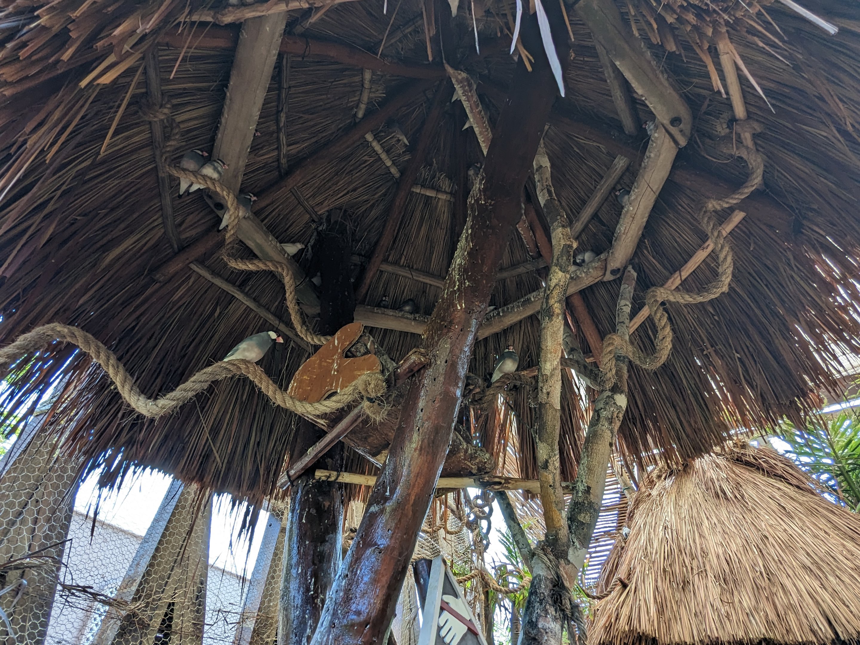 Aviarius - Costa Maya - Javan Sparrow