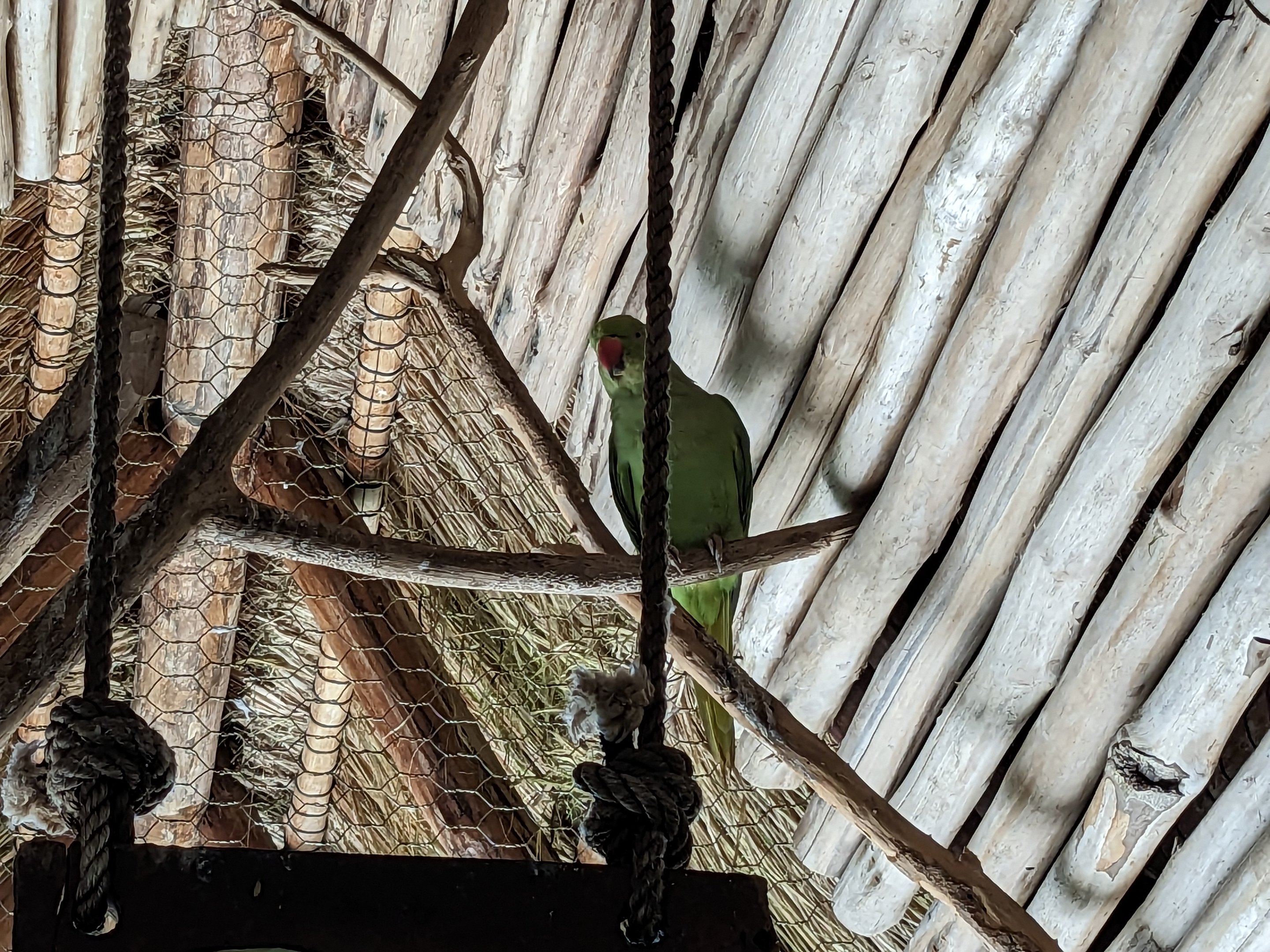 Aviarius - Costa Maya - Kramer Parrot/Collard Parakeet