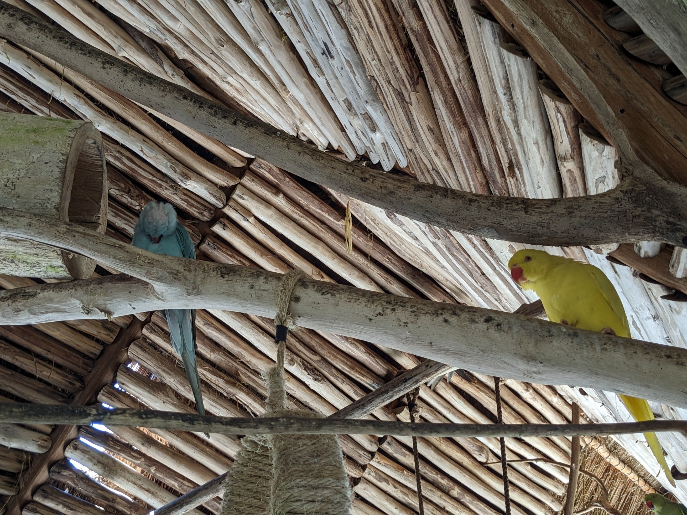 Aviarius - Costa Maya - Kramer Parrot/Collard Parakeet
