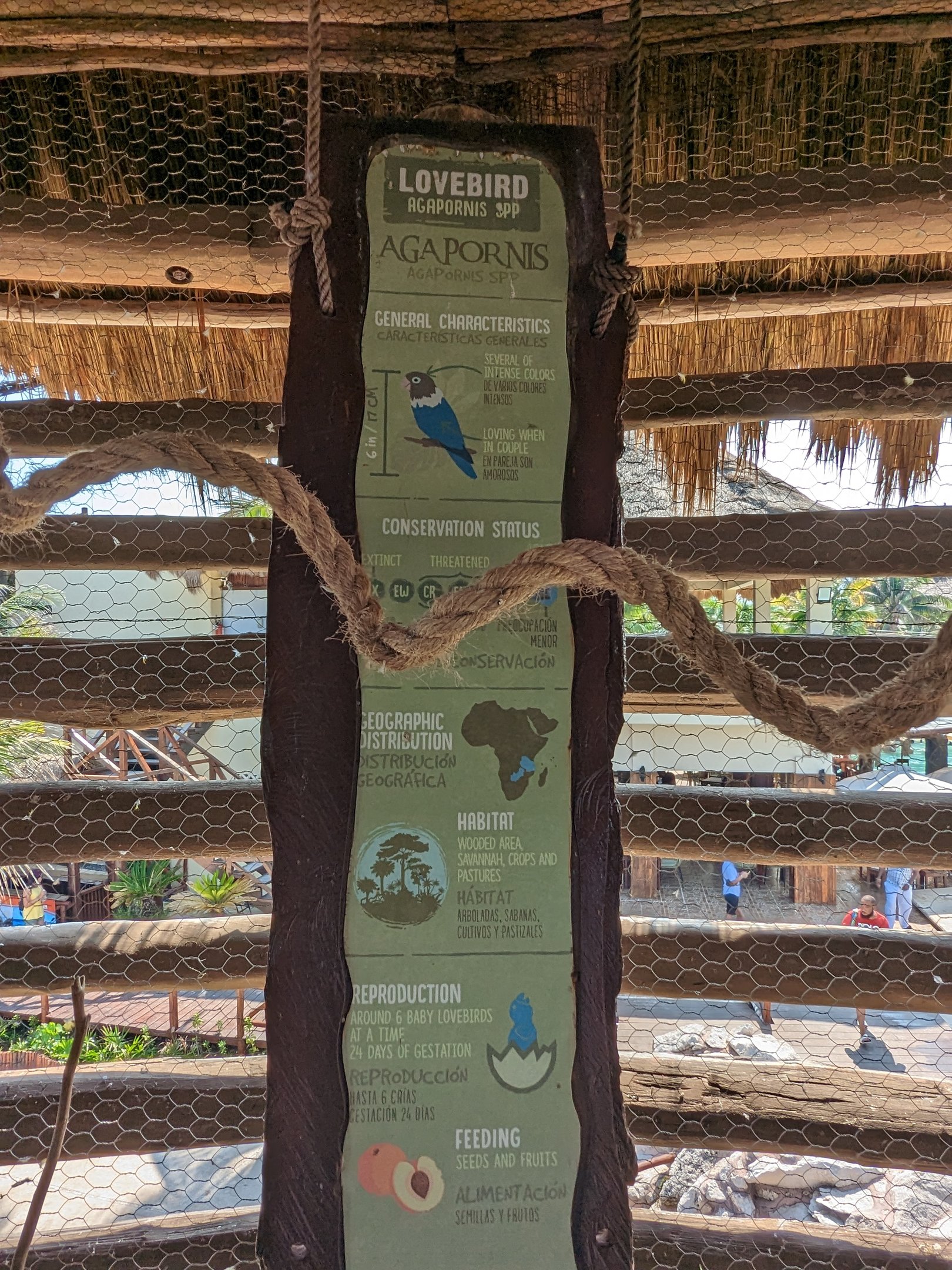 Aviarius - Costa Maya -  lovebird sign