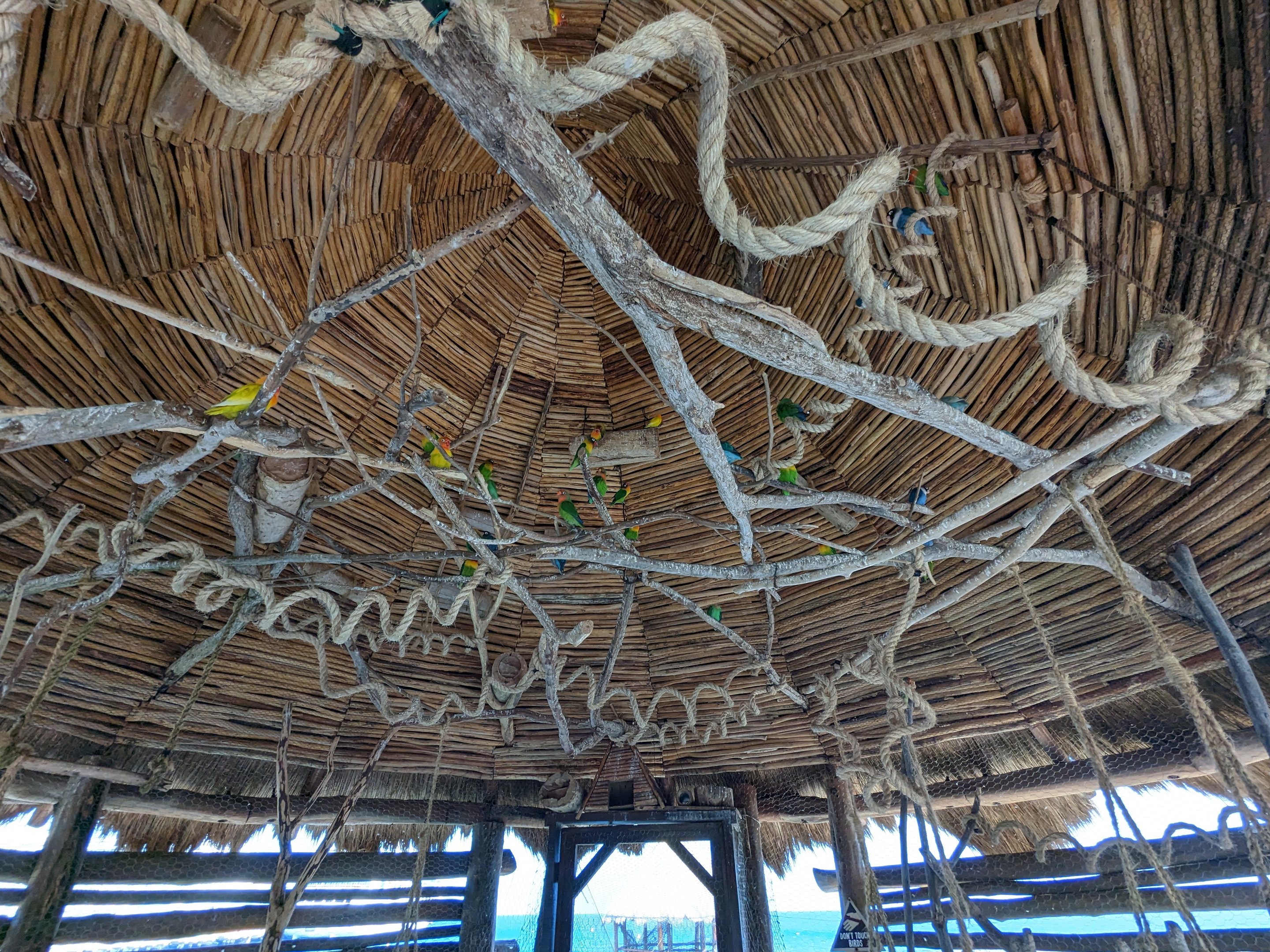 Aviarius - Costa Maya - lovebird