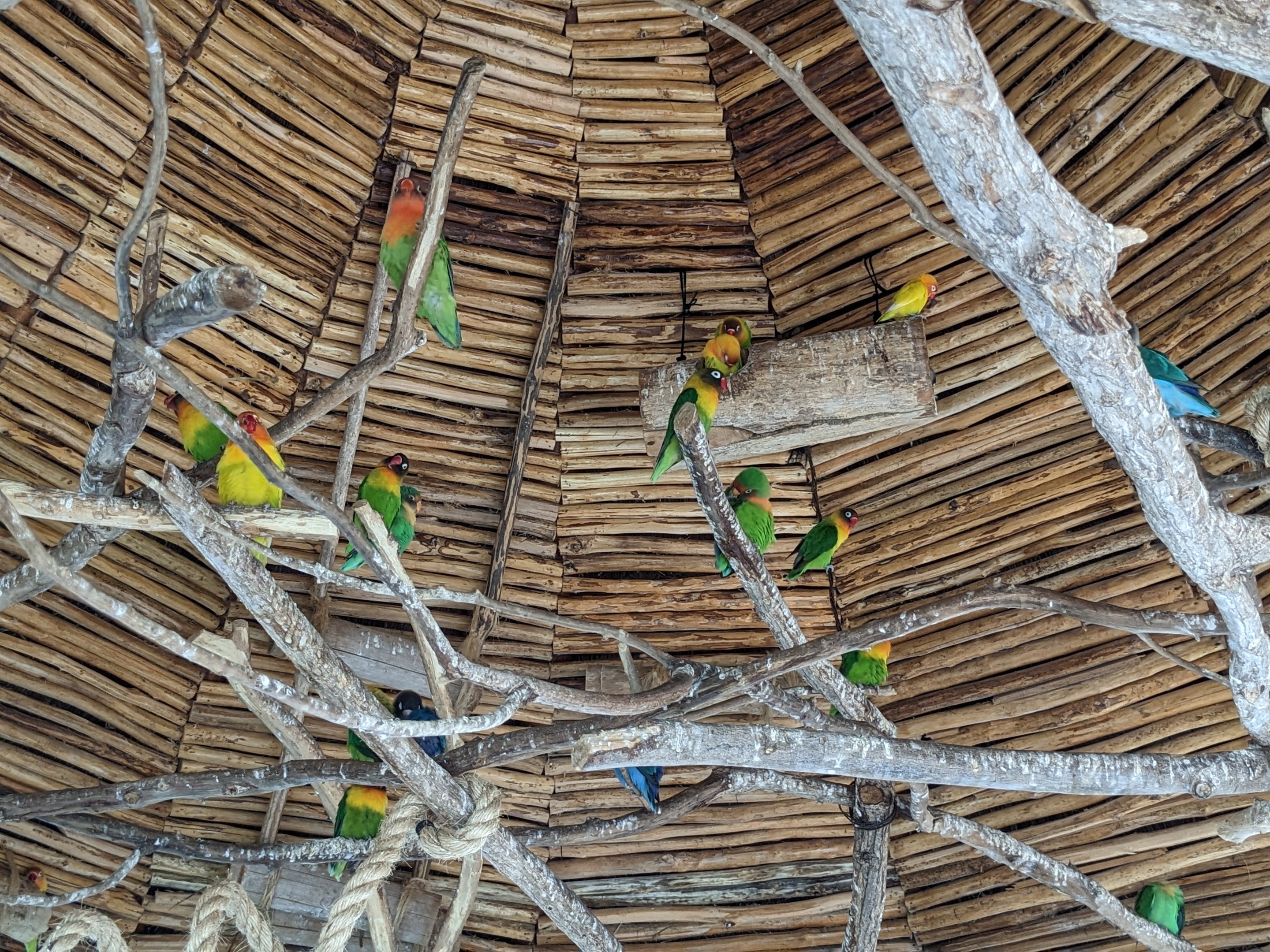 Aviarius - Costa Maya - lovebird