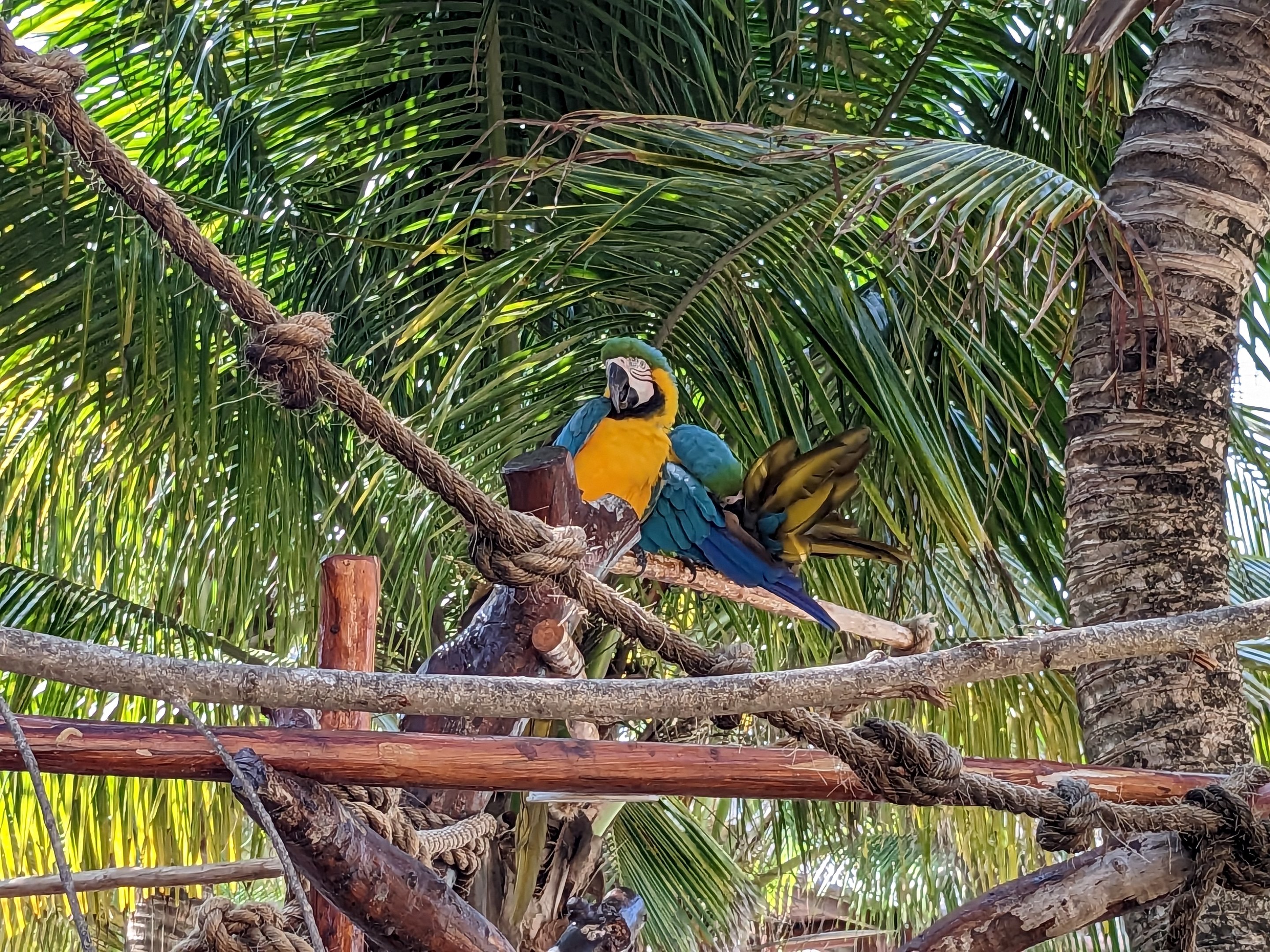 Aviarius - Costa Maya - macaw perch - blue and gold macaw