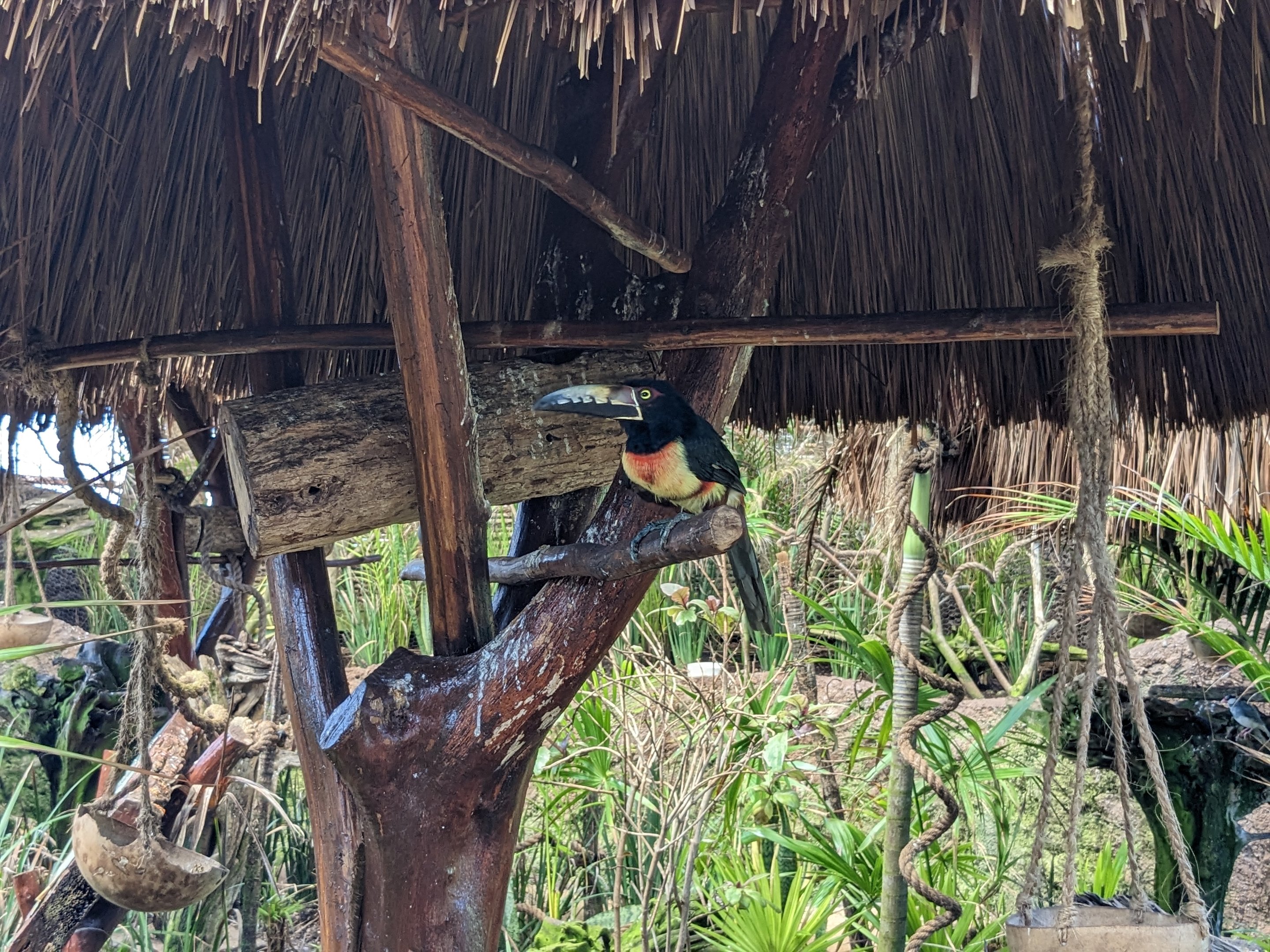 Aviarius - Costa Maya - second aviary Collared aracari