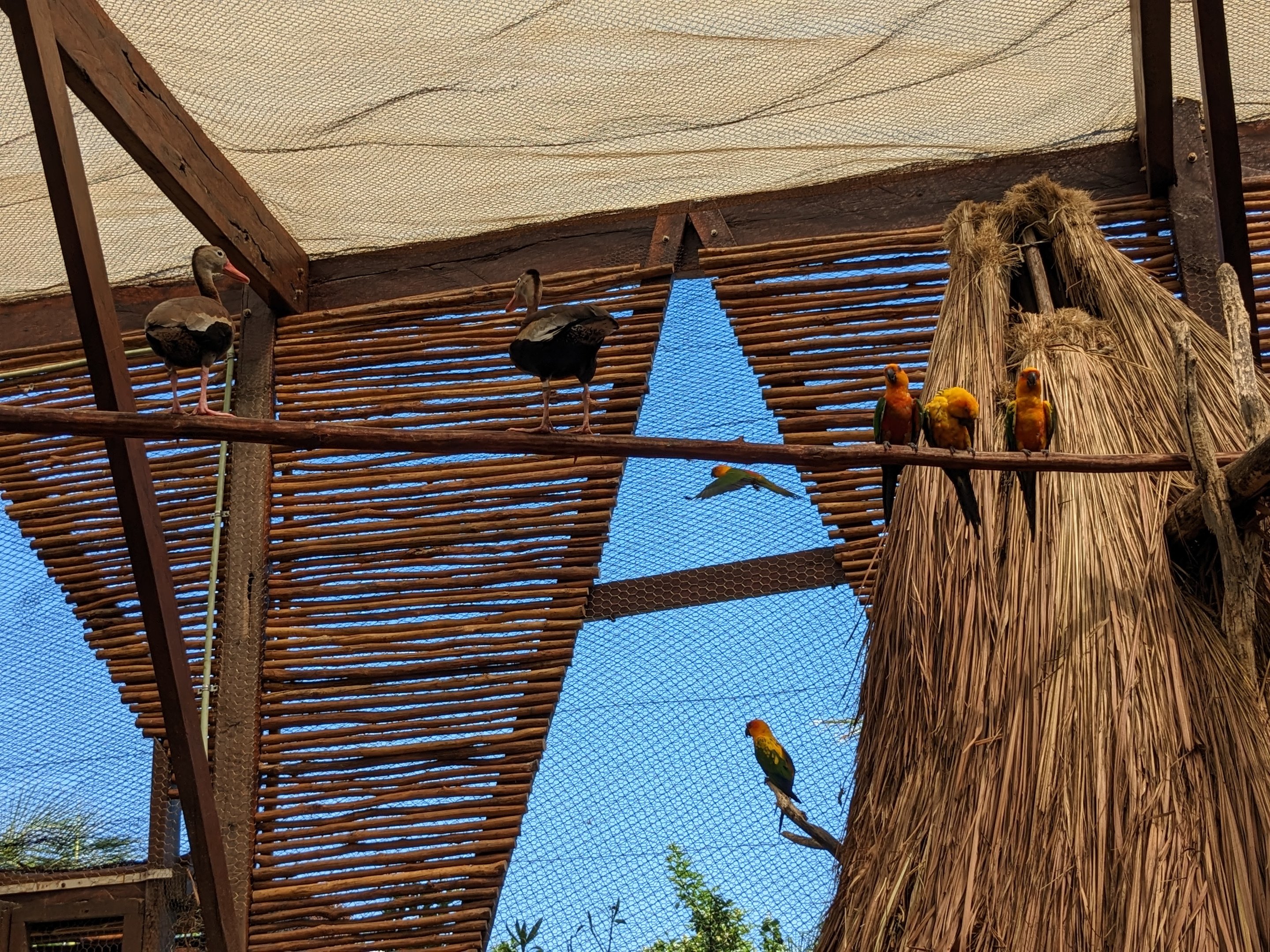Aviarius - Costa Maya - second aviary ducks and parakeets