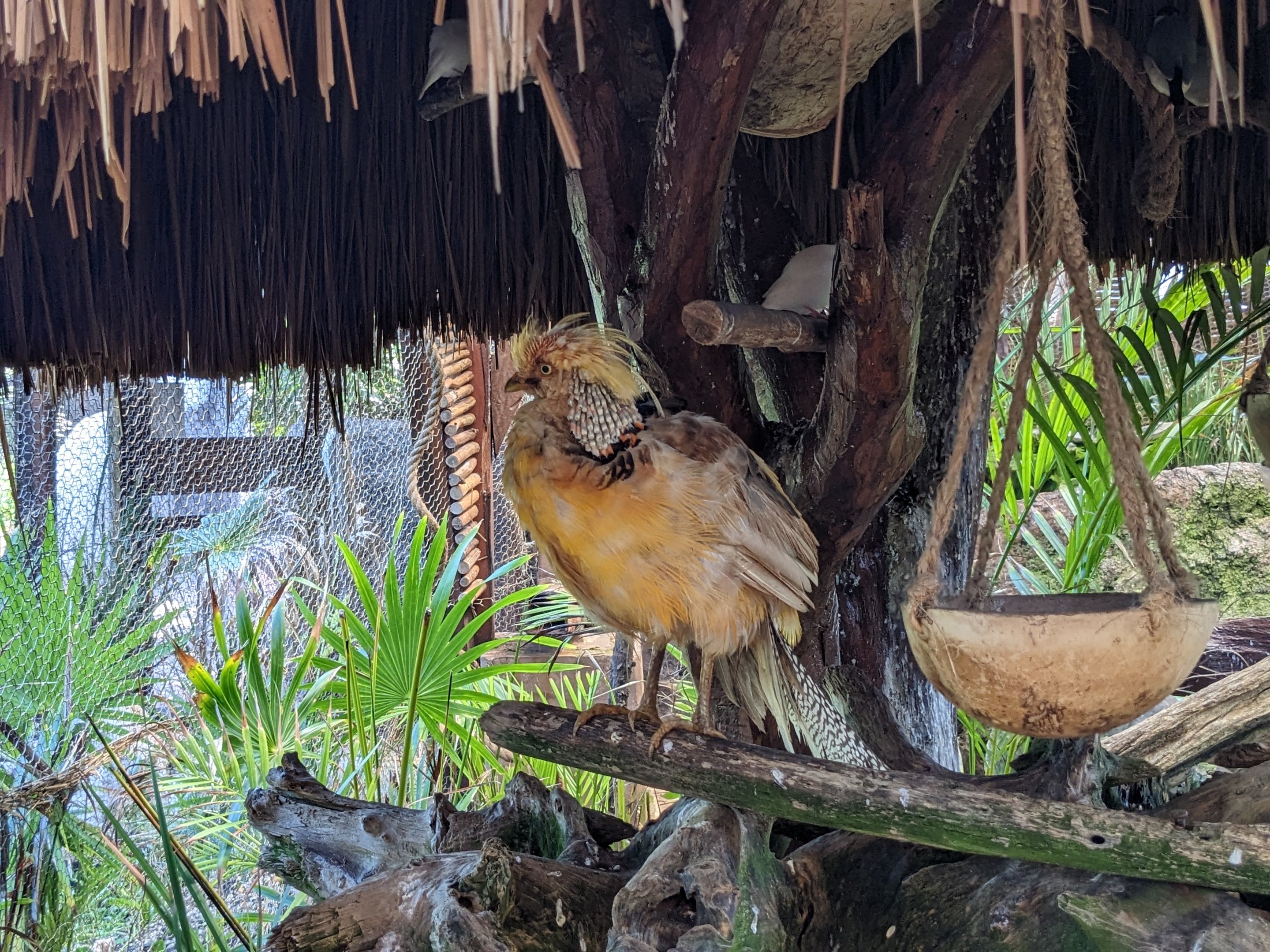 Aviarius - Costa Maya - second aviary Golden pheasant