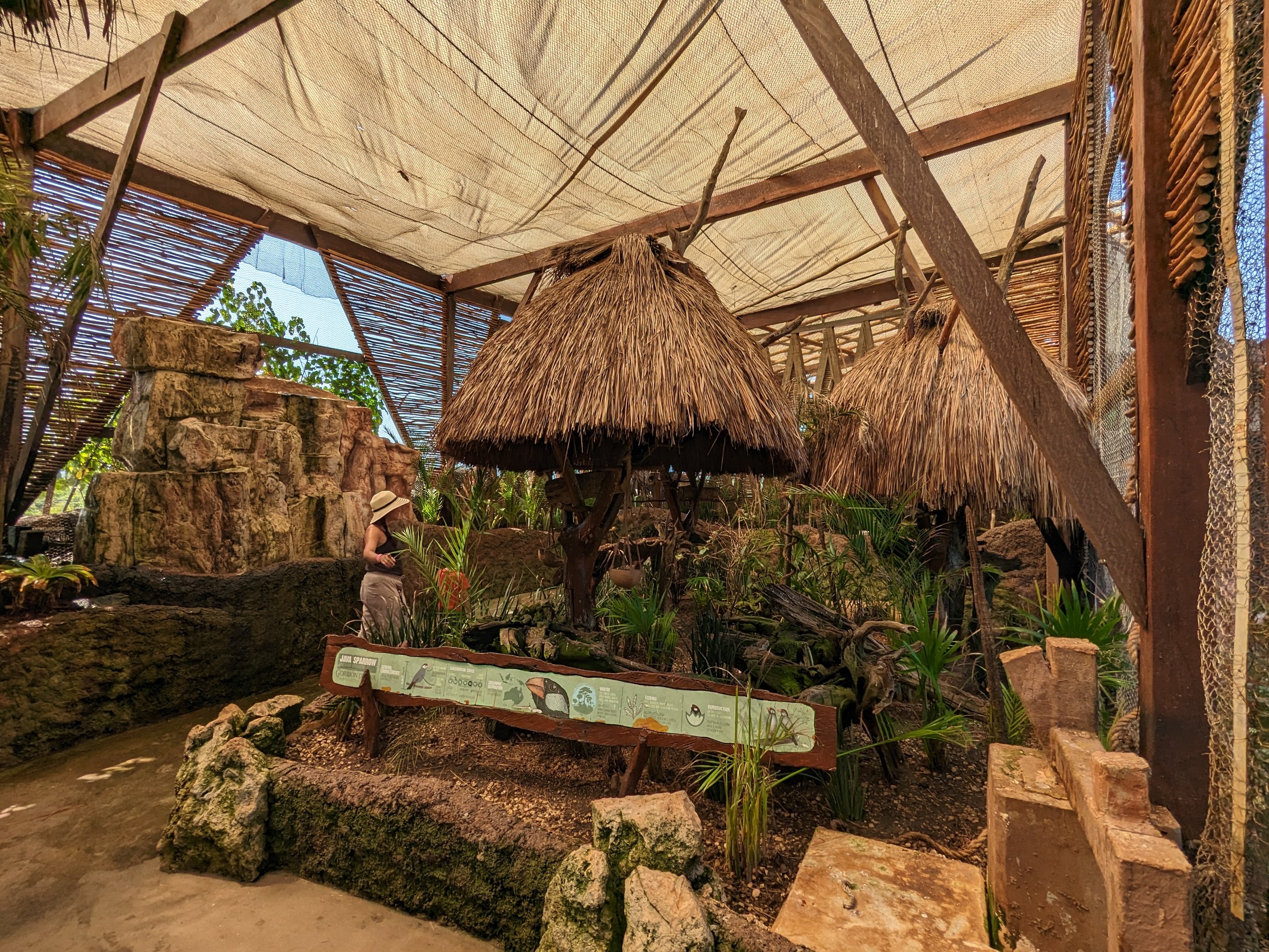 Aviarius - Costa Maya - second aviary