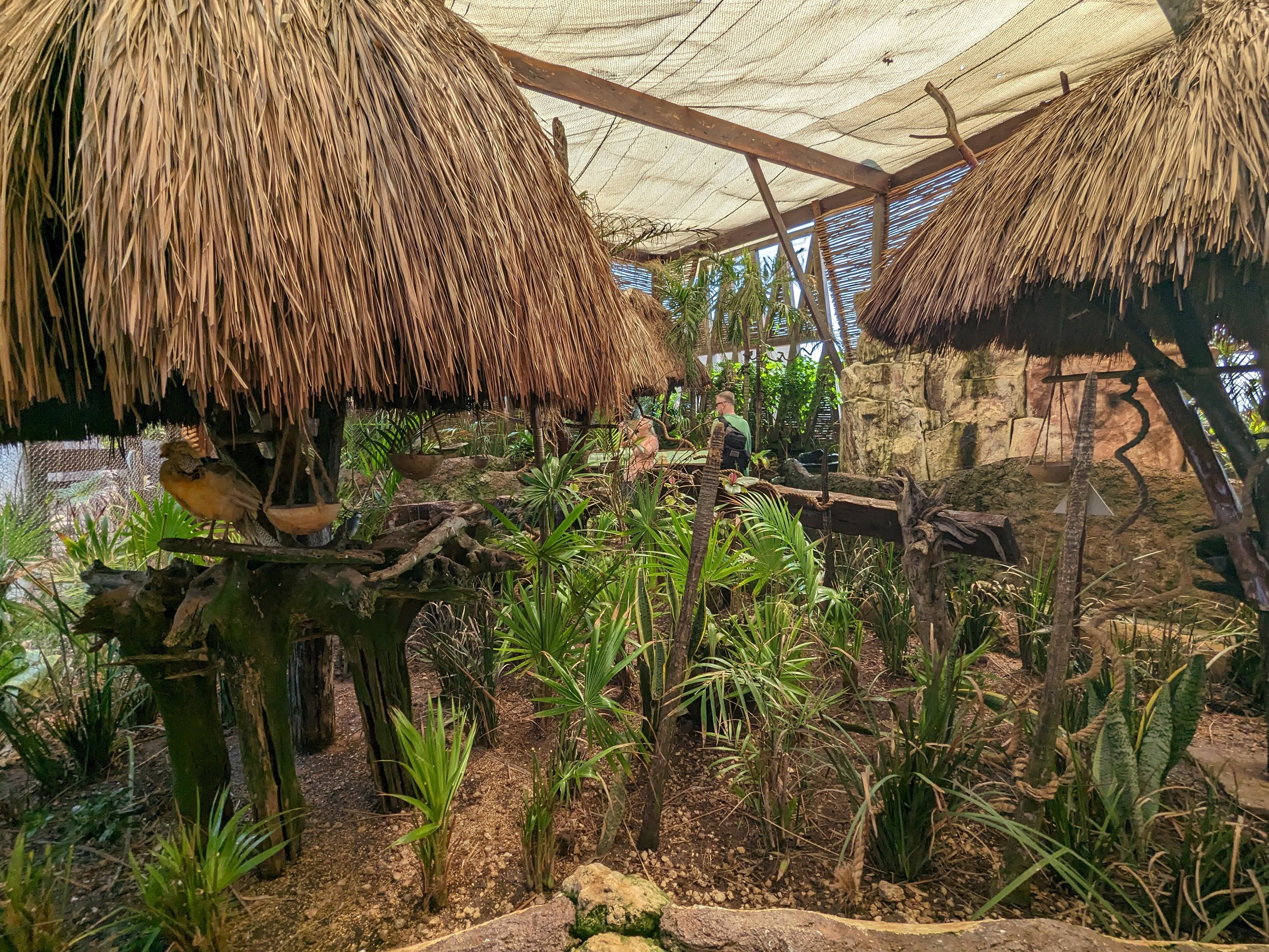 Aviarius - Costa Maya - second aviary