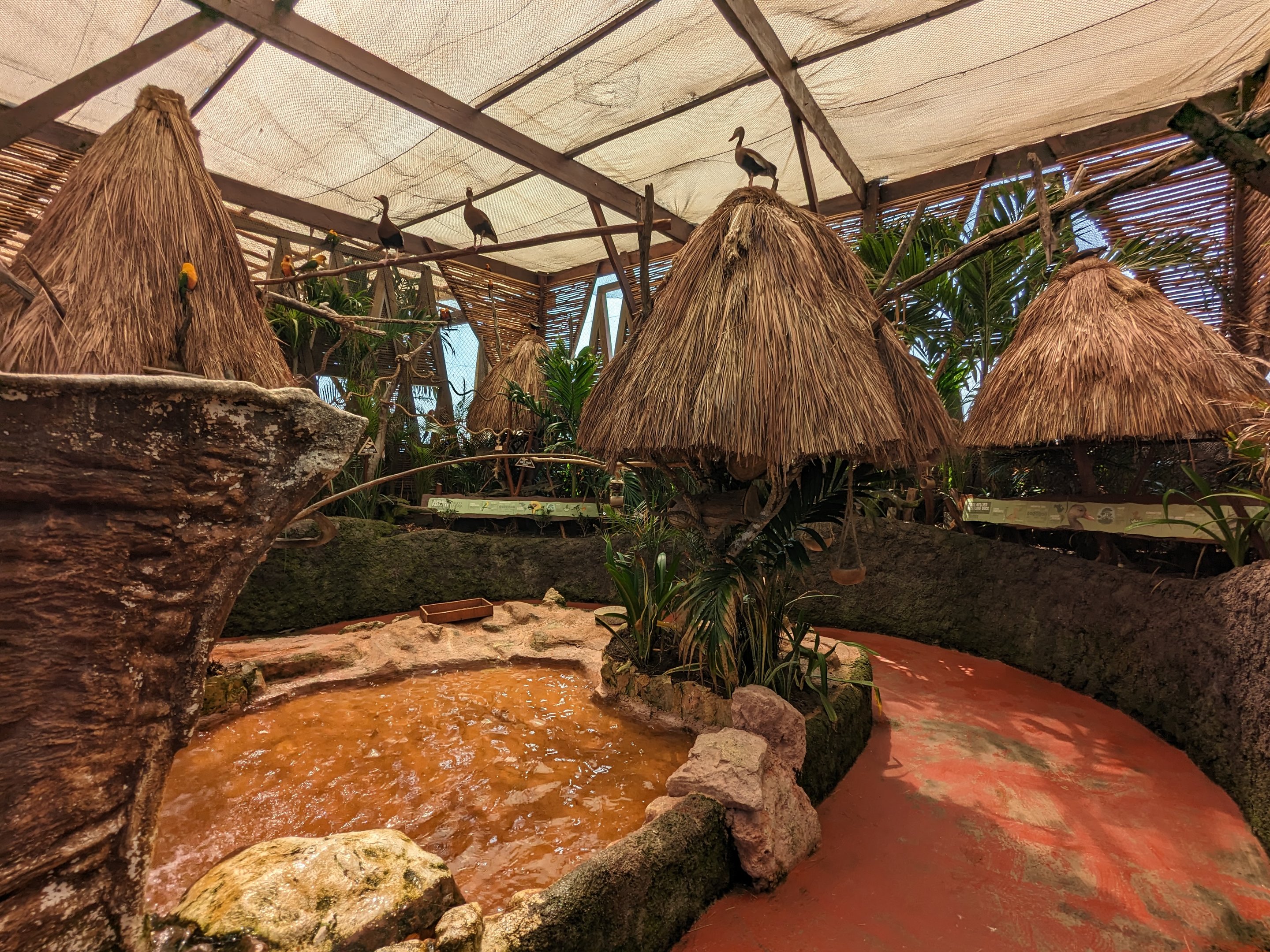 Aviarius - Costa Maya - second aviary