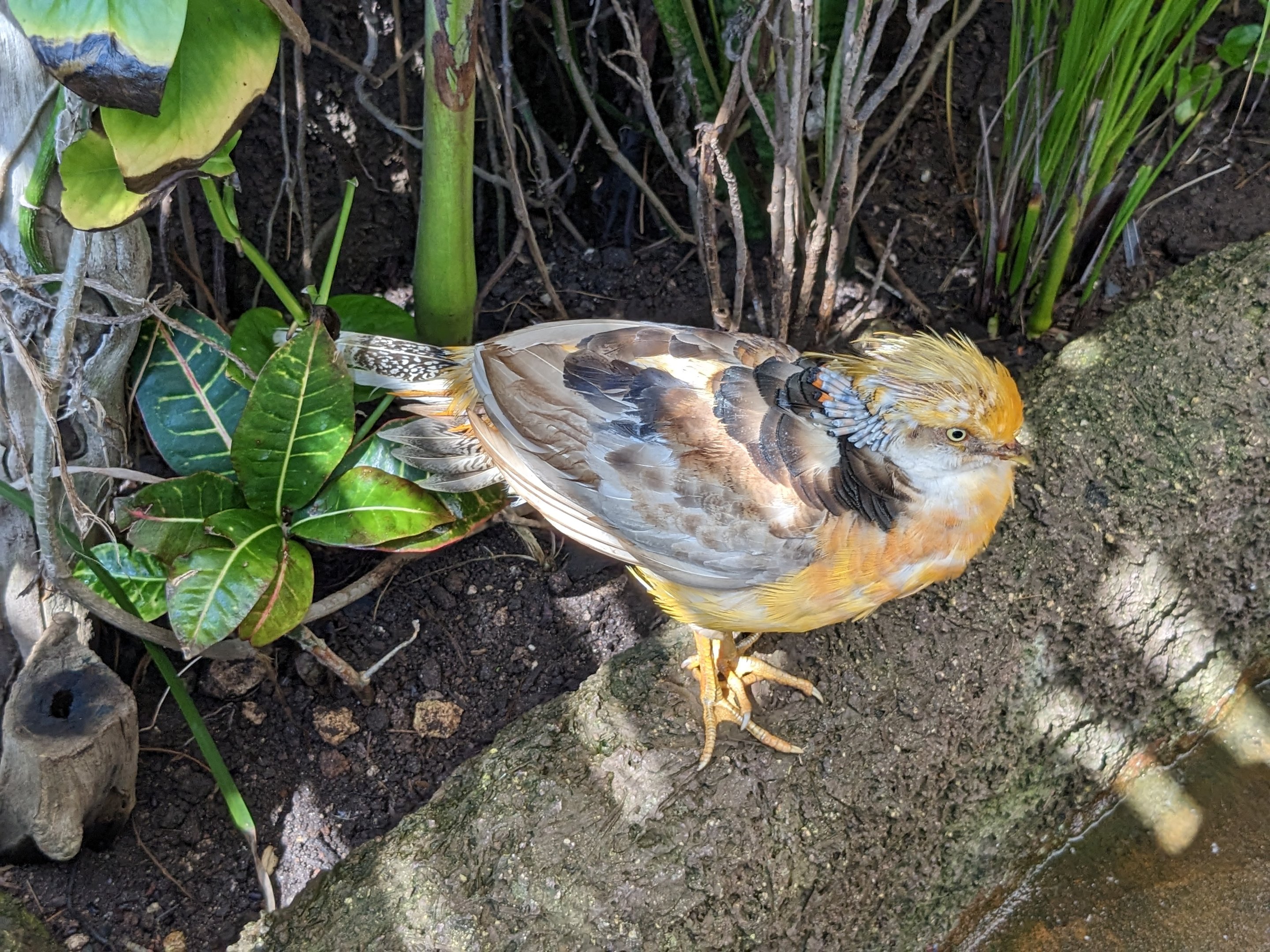 Aviarius - Costa Maya - sun conure/parakeet aviary golden pheasant