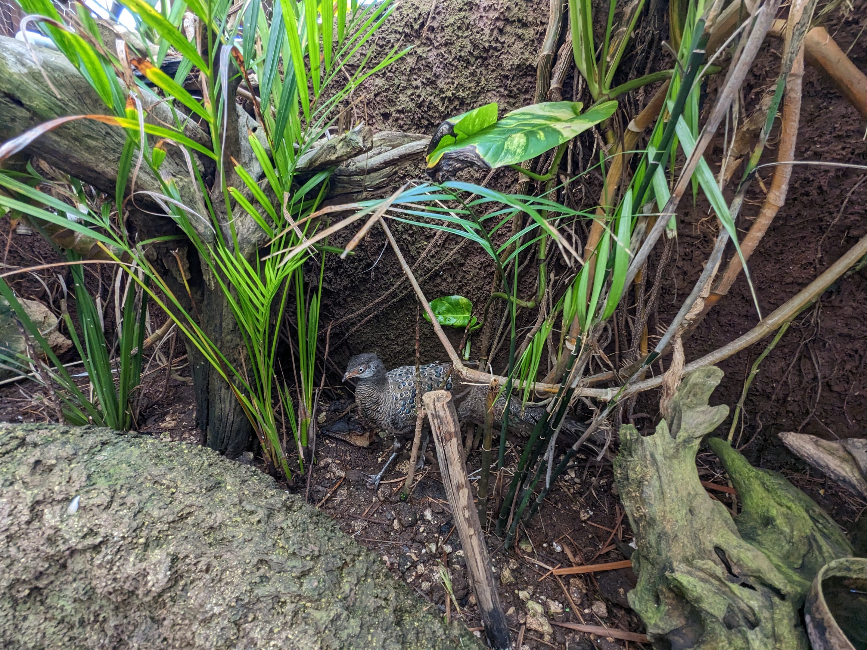 Aviarius - Costa Maya - sun conure/parakeet aviary - Malayan peacock-pheasant
