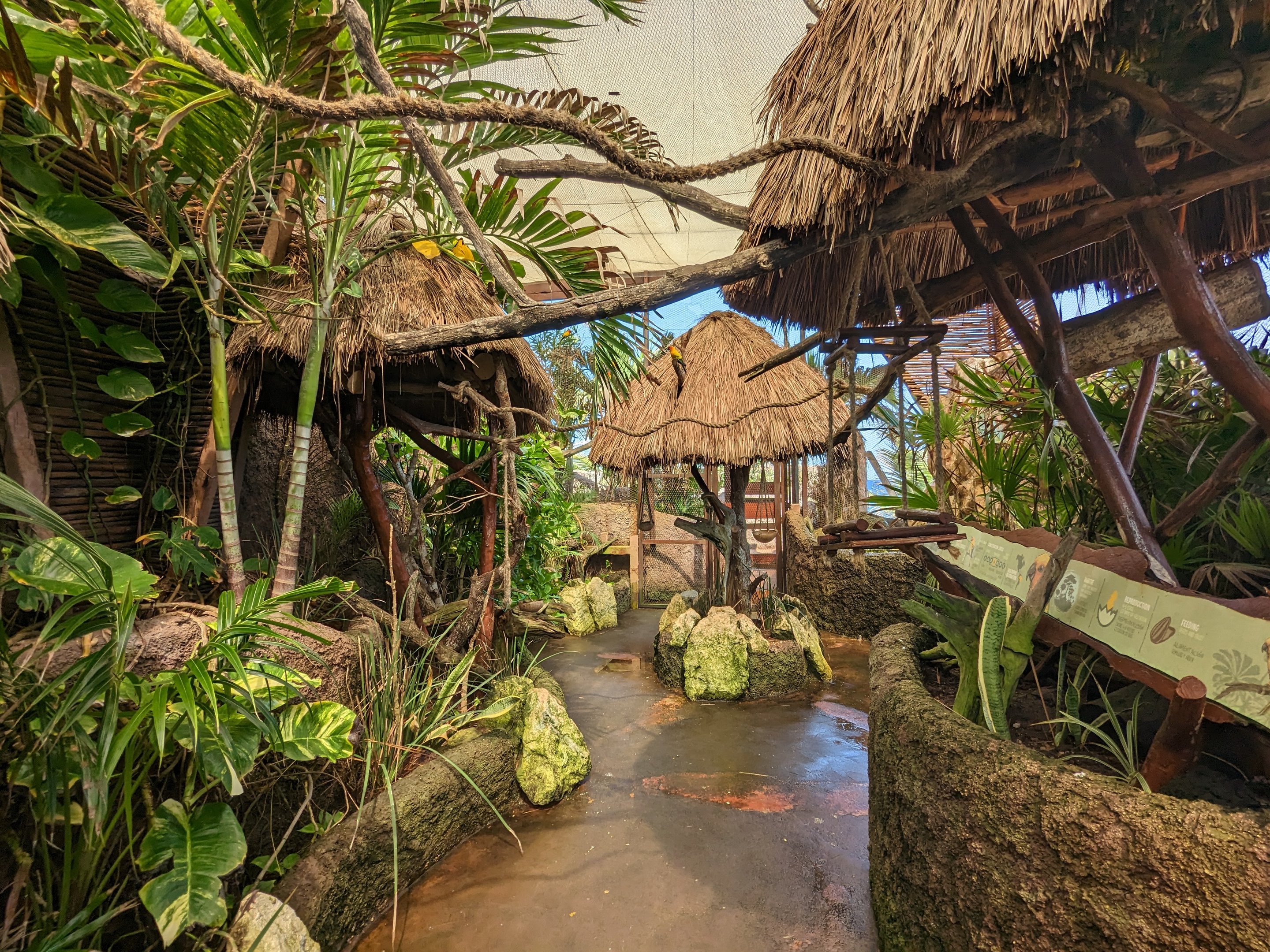 Aviarius - Costa Maya - sun conure/parakeet aviary