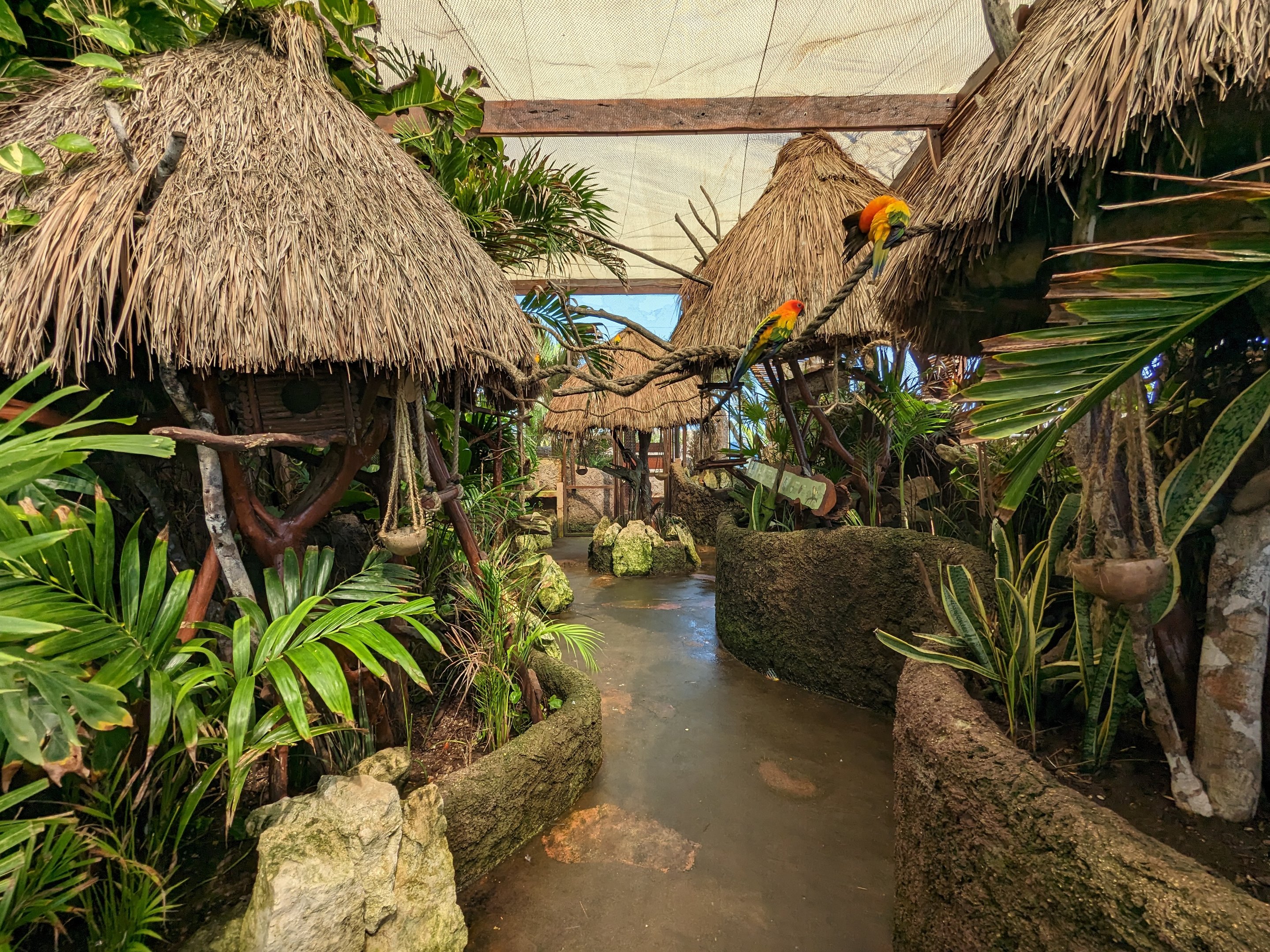 Aviarius - Costa Maya - sun conure/parakeet aviary