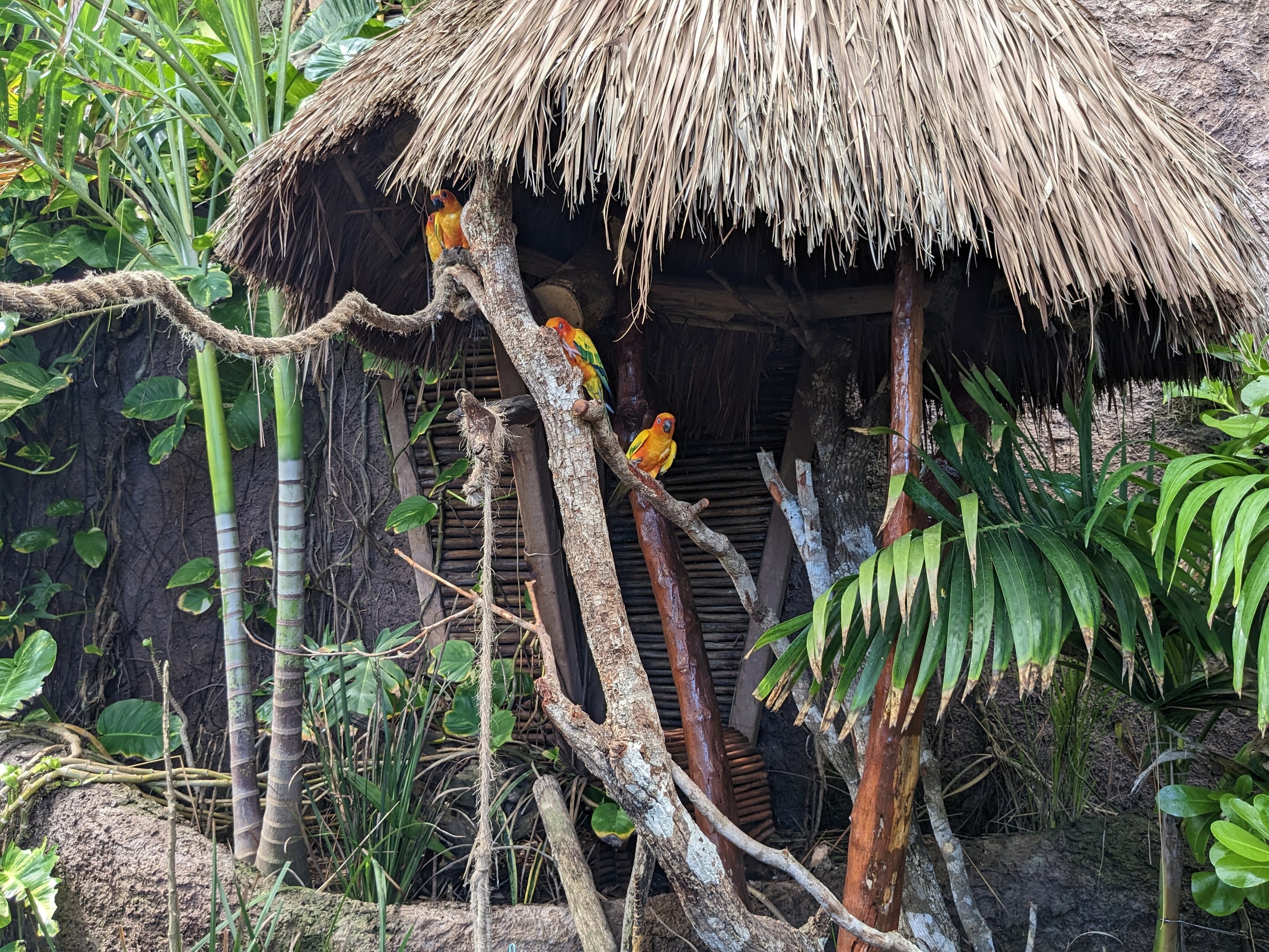 Aviarius - Costa Maya - sun conure/parakeet