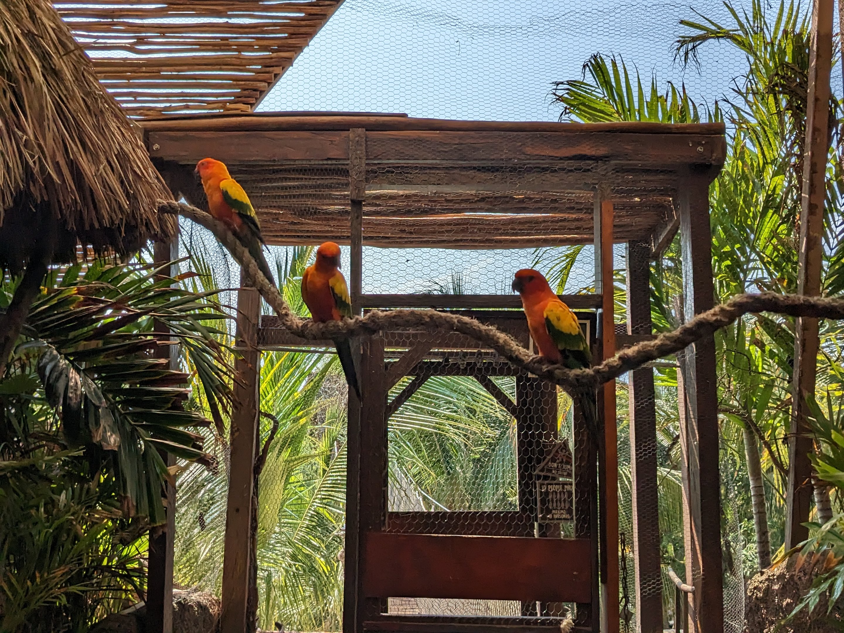 Aviarius - Costa Maya - sun conure/parakeet