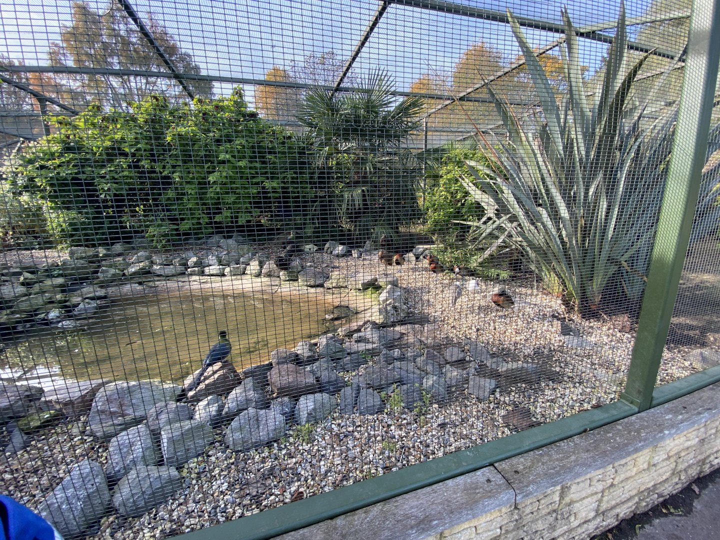 Aviary 071121