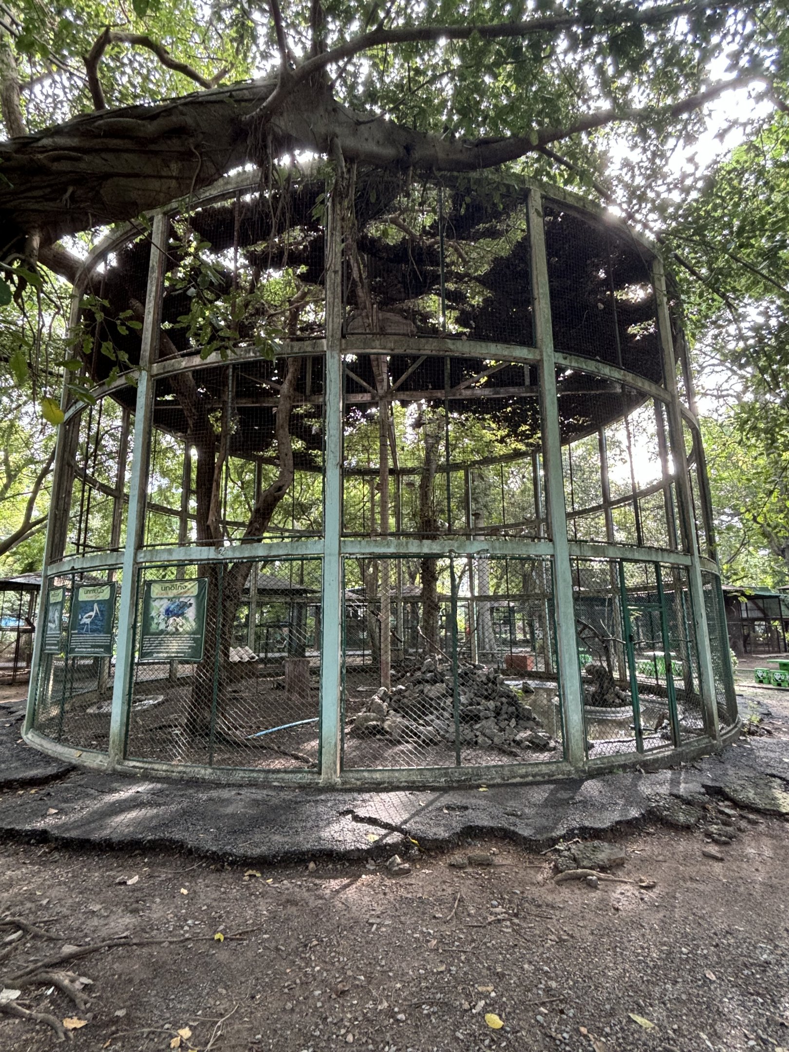 Aviary (2 species) - Lopburi Zoo