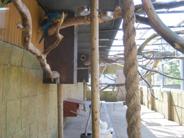 Aviary 2016 - parrots and bantams.