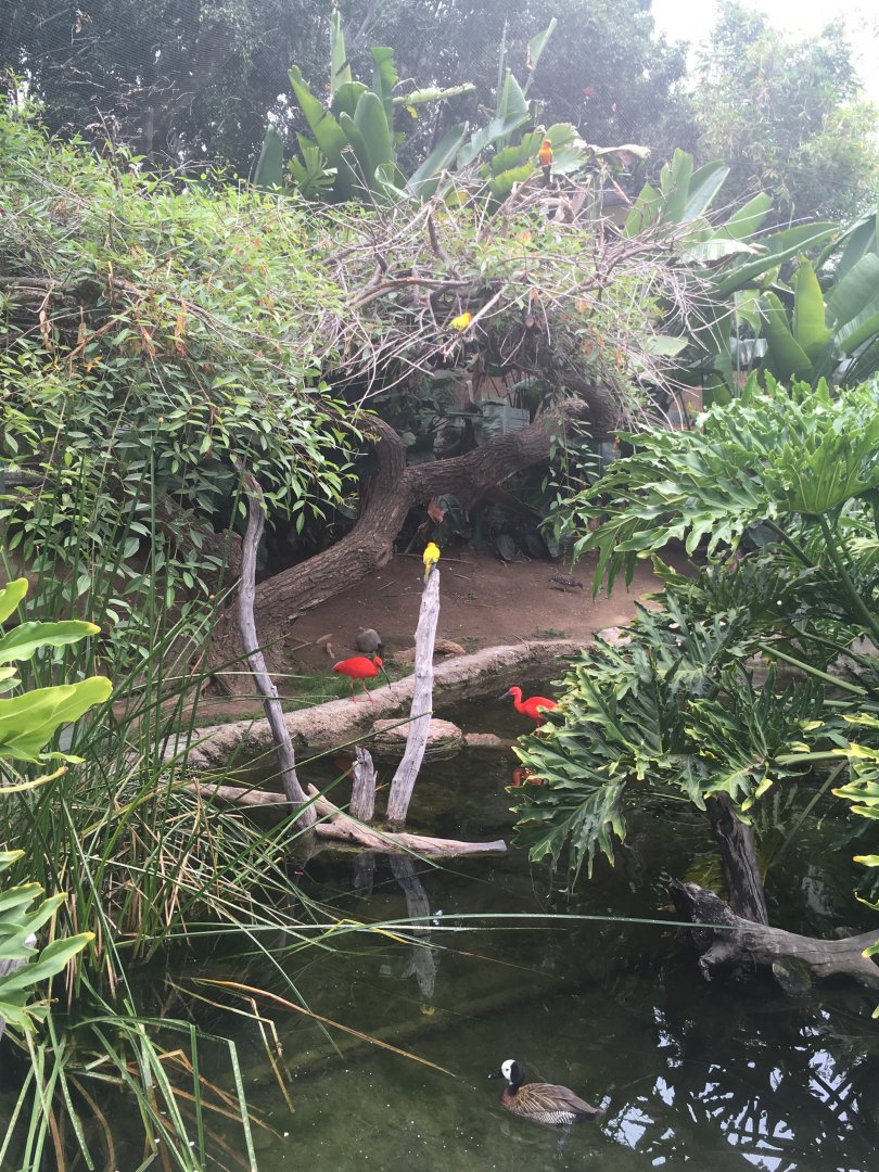 Aviary (4 species in 1 pic!)