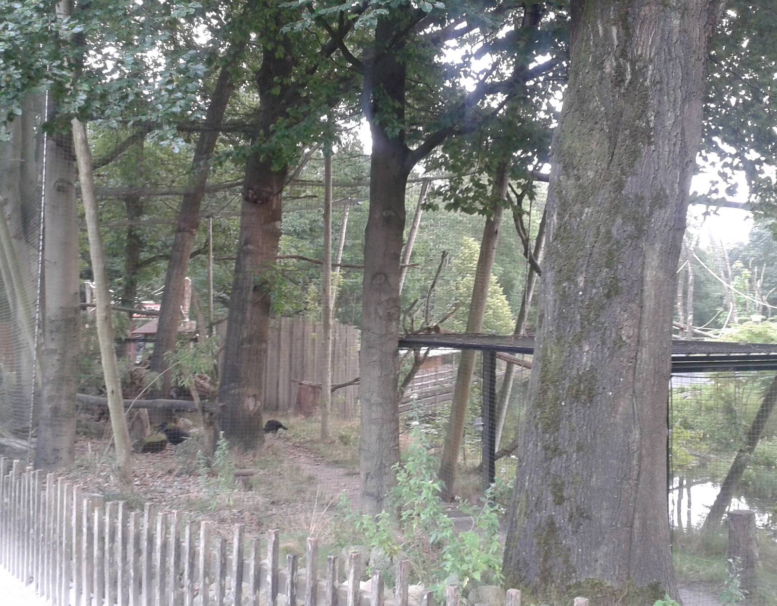 Aviary Abyssinian ground hornbills