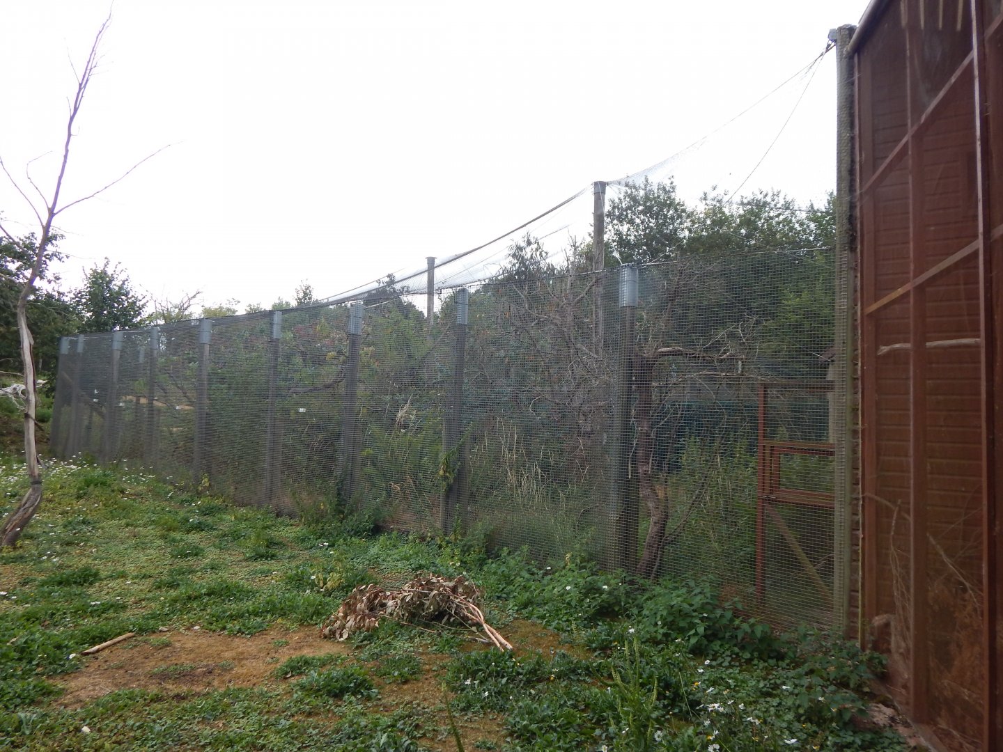 Aviary adjacent to Wallaby Walkthrough 150725