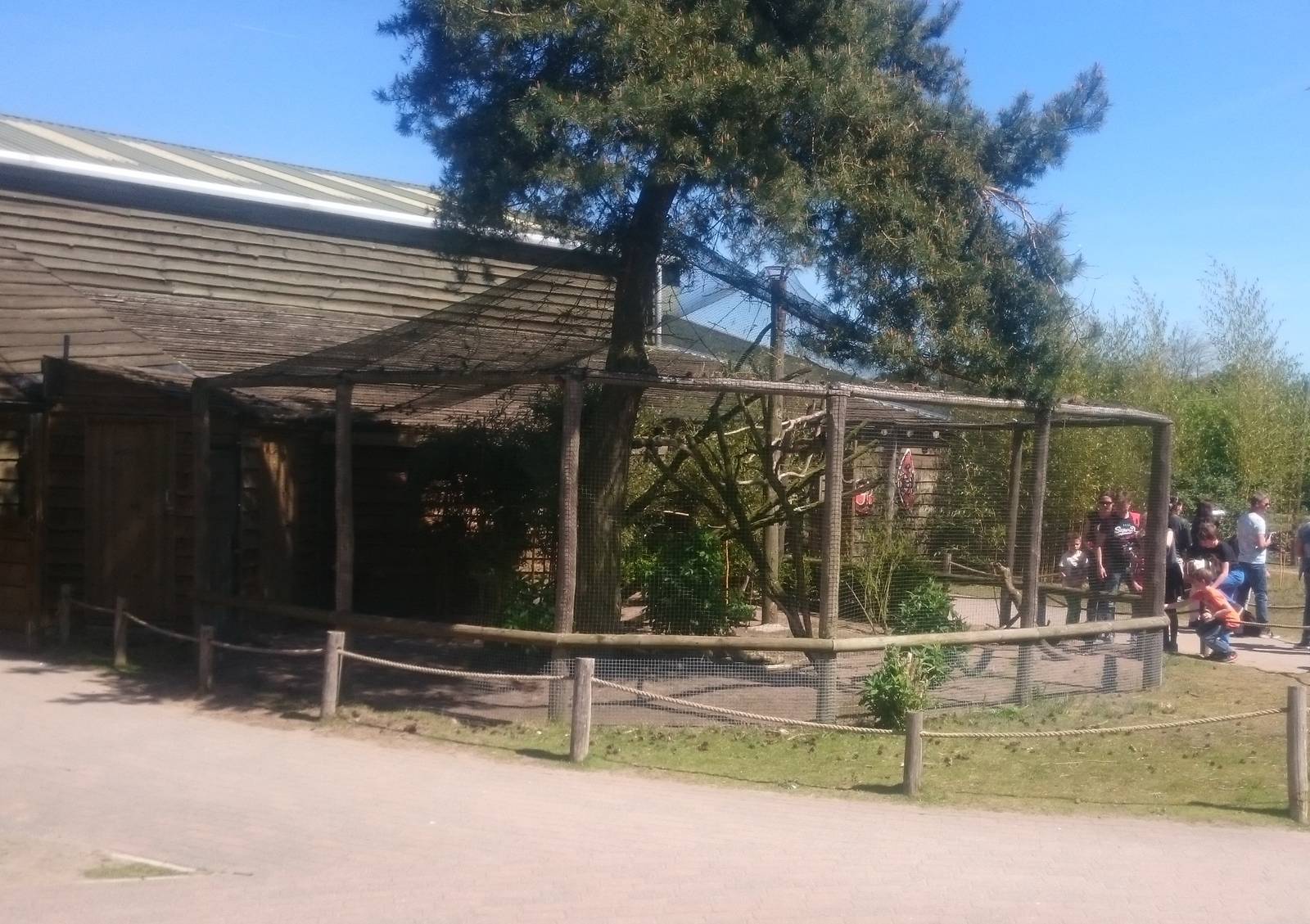 Aviary African birds