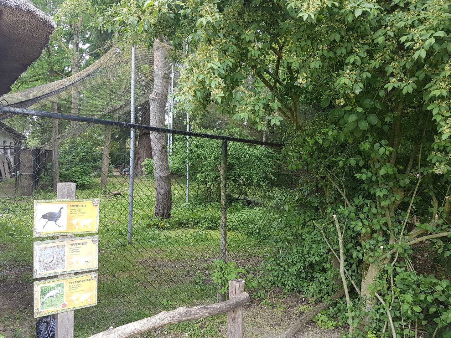 Aviary African birds