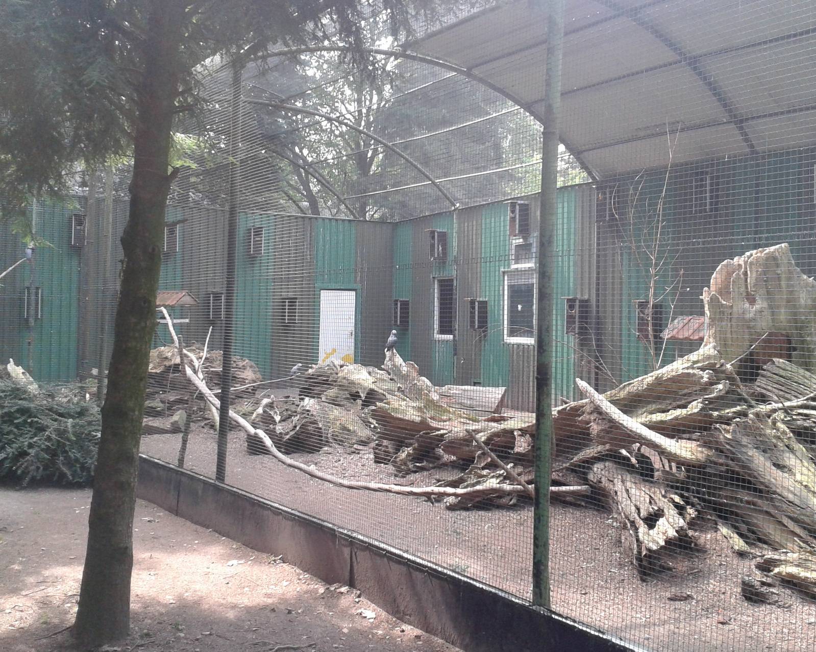 Aviary African grey parrot