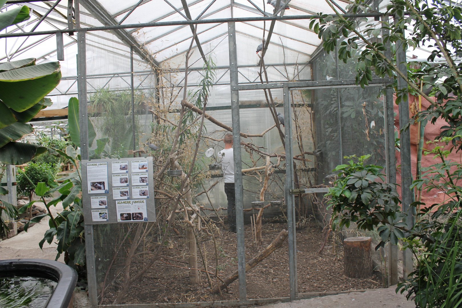 Aviary African grey parrot