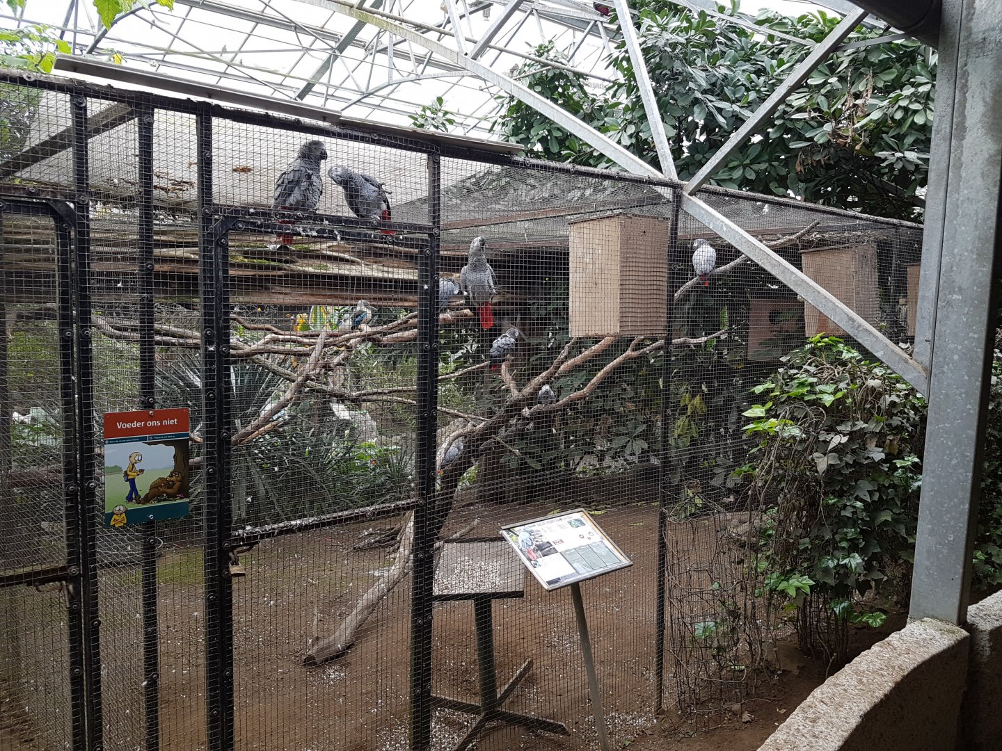 Aviary African grey parrot