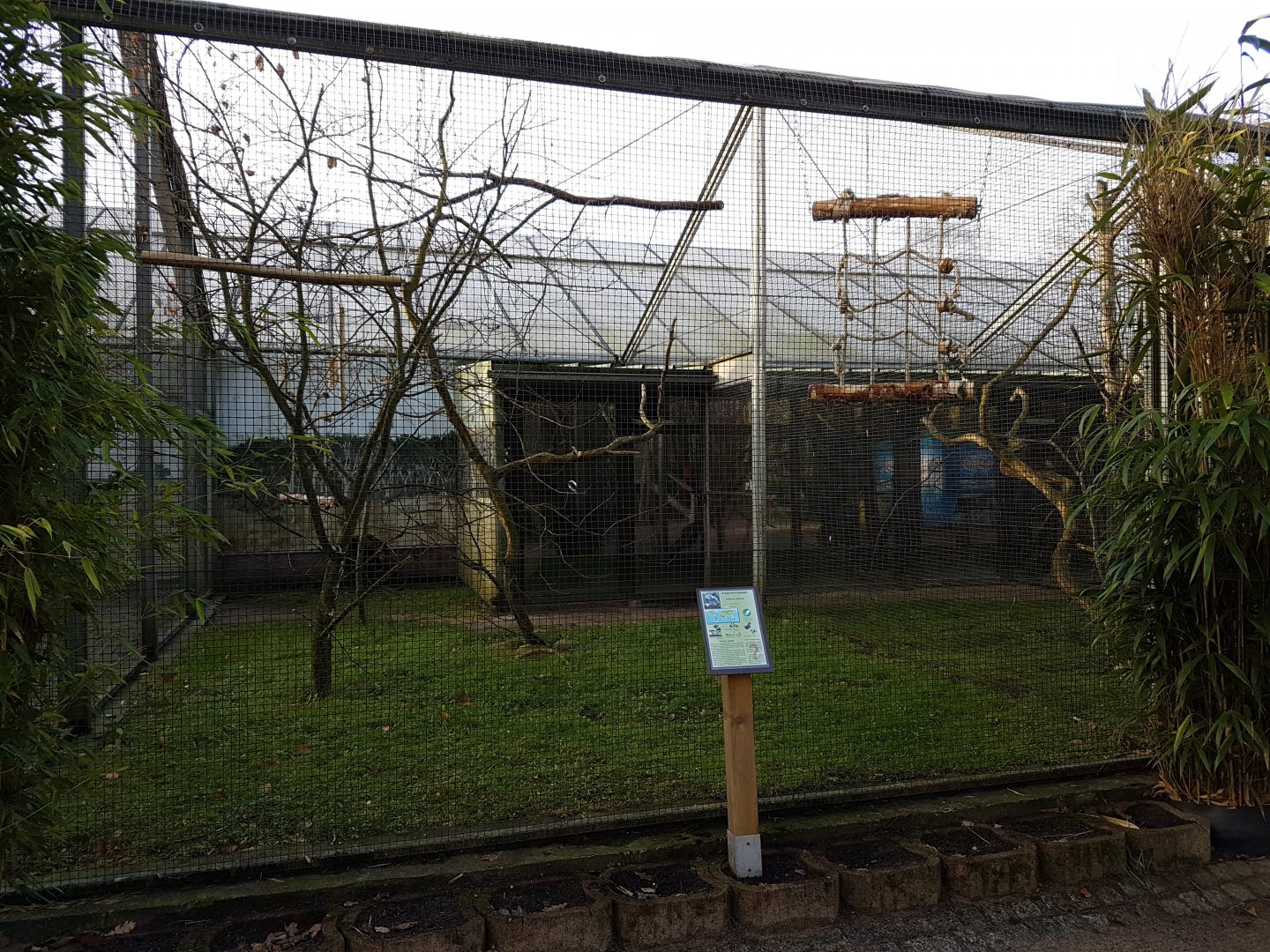 Aviary African grey parrot