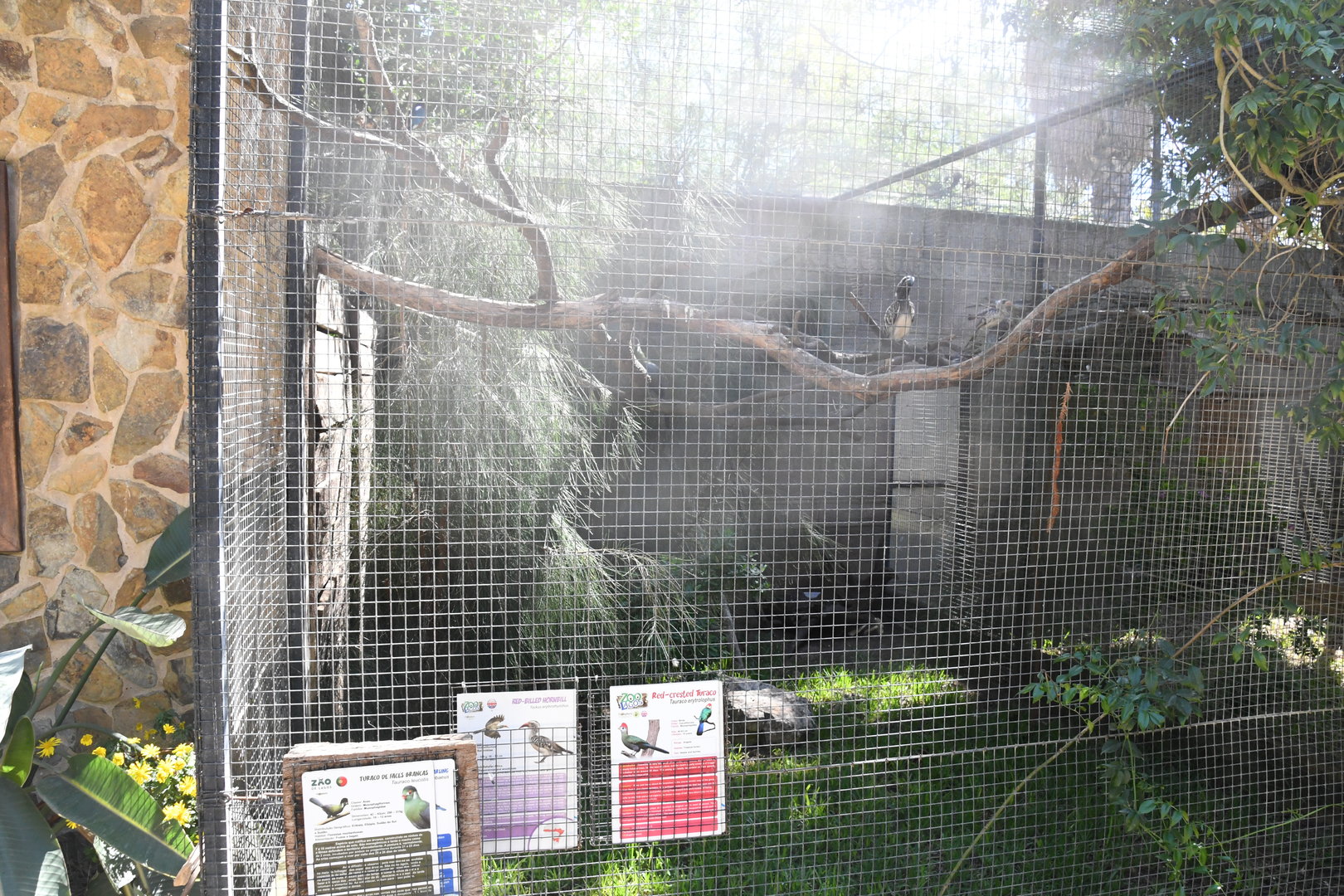 Aviary (African Hornbills, Starlings, and Turacos)