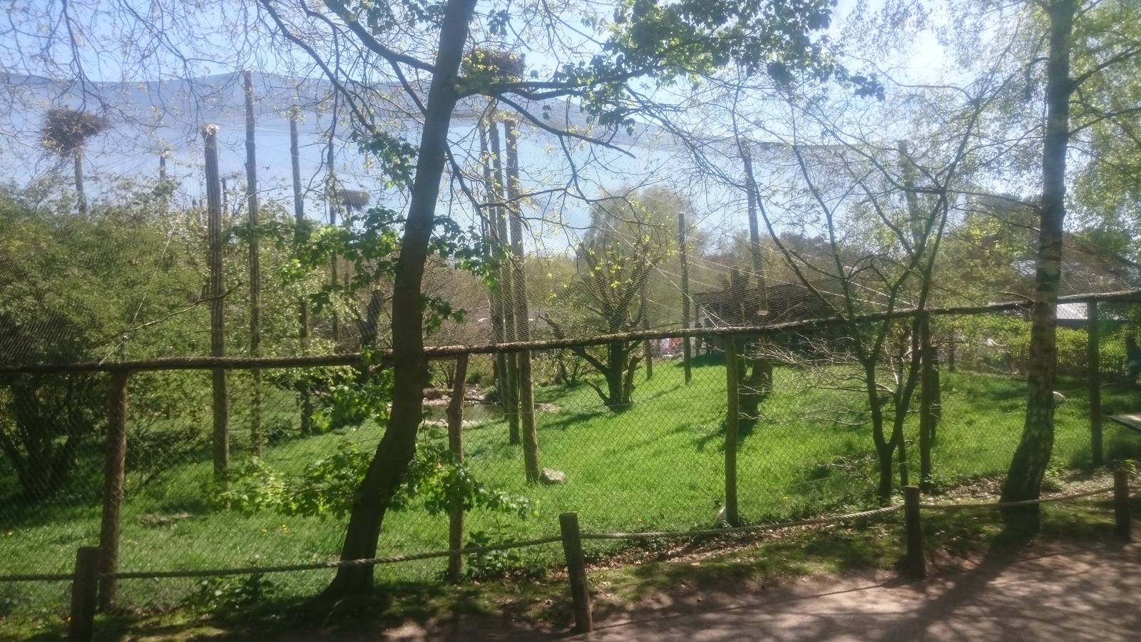 Aviary African swamp birds