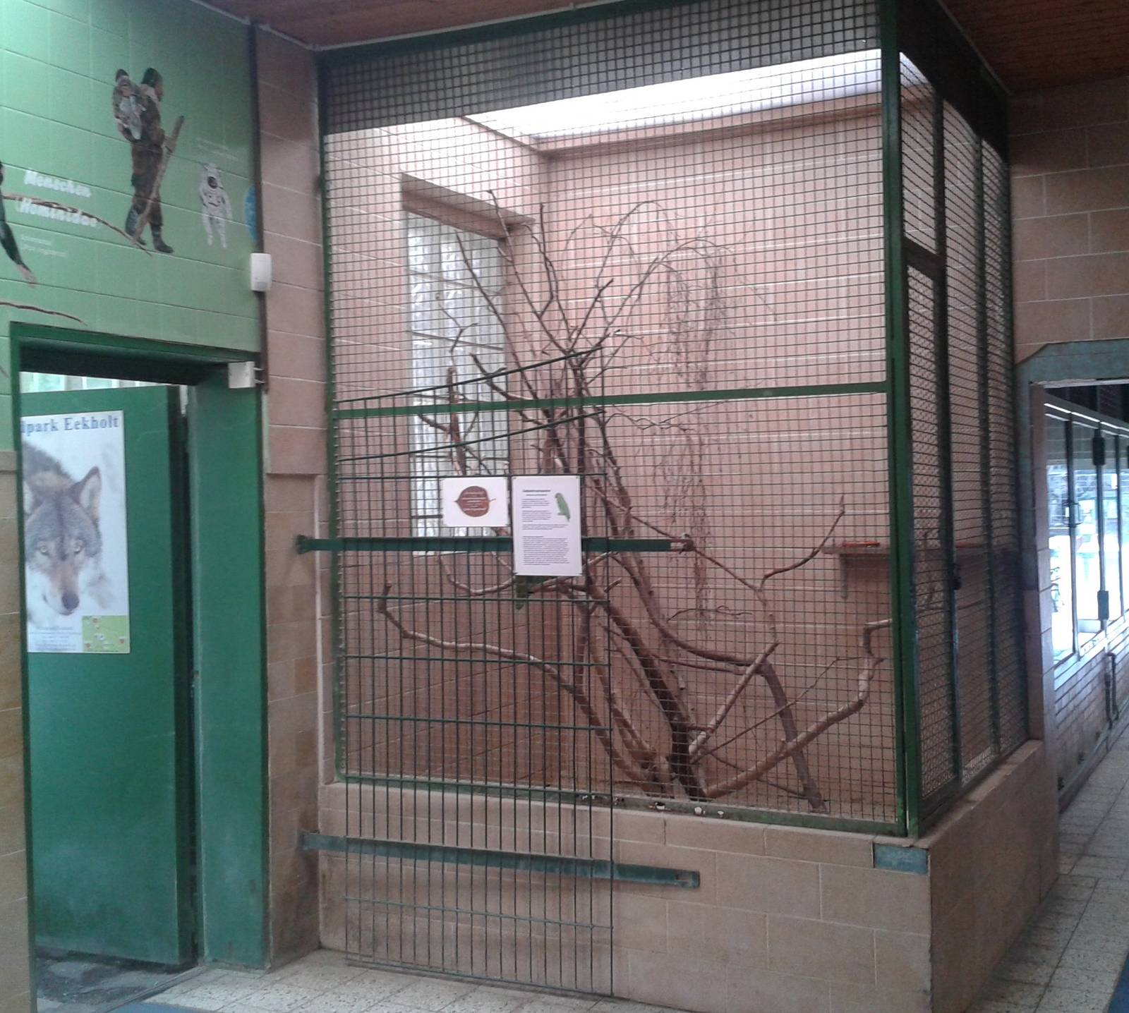 Aviary Amazone parrot