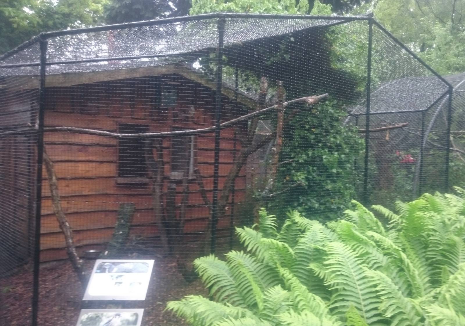 Aviary American kestrel and Peacock pheasant