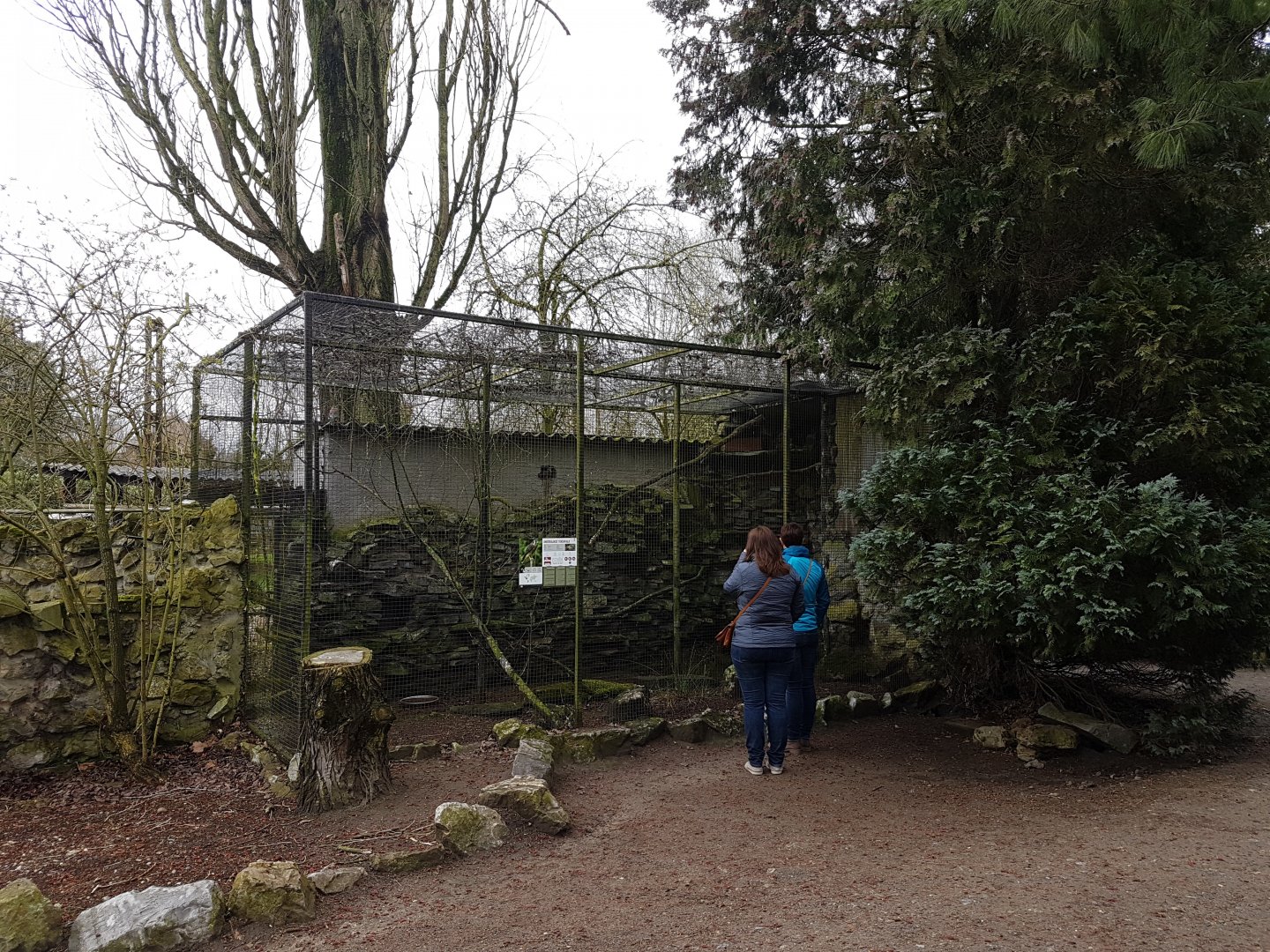 Aviary American kestrel