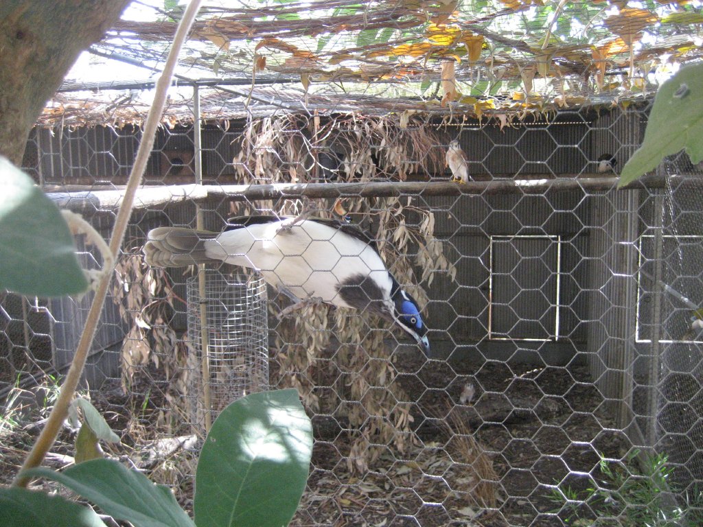 Aviary and Bluefaced Honeyeater