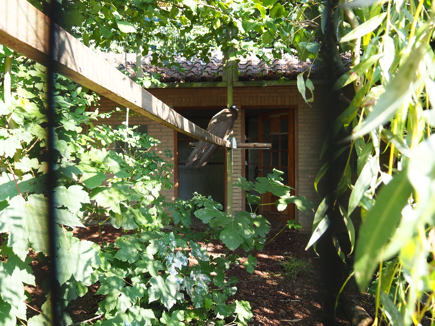 Aviary and house Wreathed hornbill - Great argus - Blue-crowned laughingthrush (Sep 2nd, 2018)